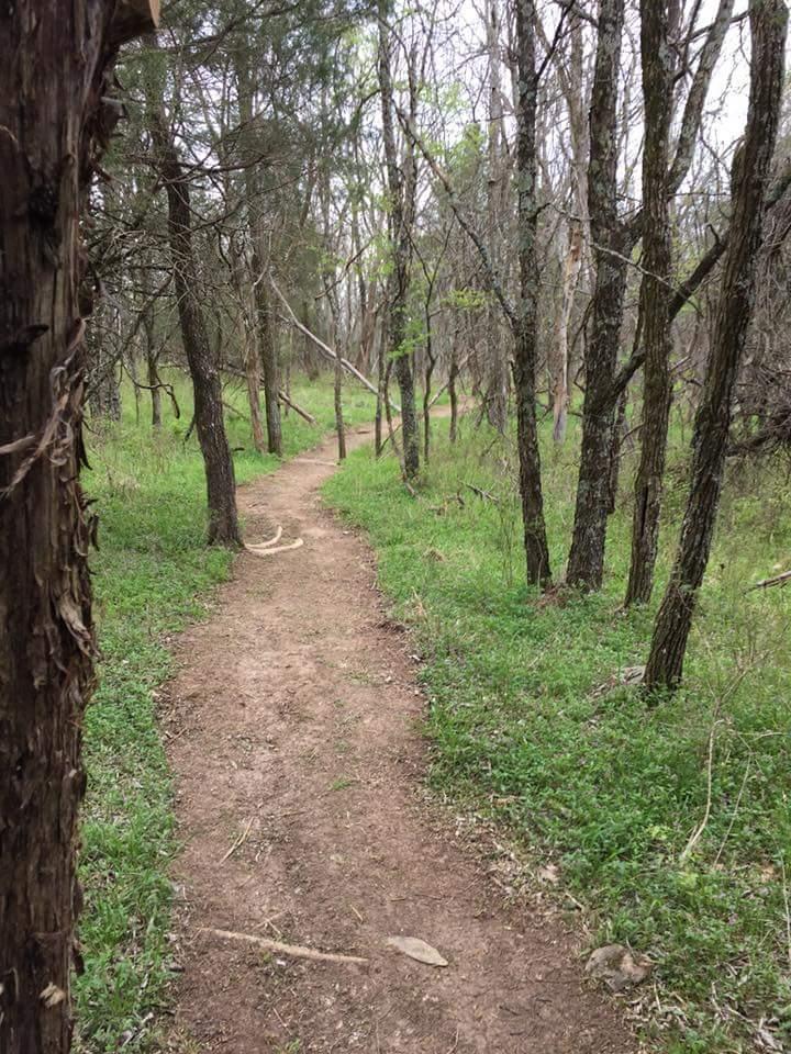 A winding dirt path through a wooded area, flanked by slender trees and patches of green grass. The scene is serene, suggesting a peaceful outdoor setting for walking or hiking. Knucklehead mountain bike trail.
