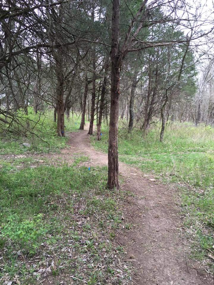 A narrow dirt path winding through a dense forest, flanked by trees and patches of green grass and underbrush. Knucklehead mountain bike trail.