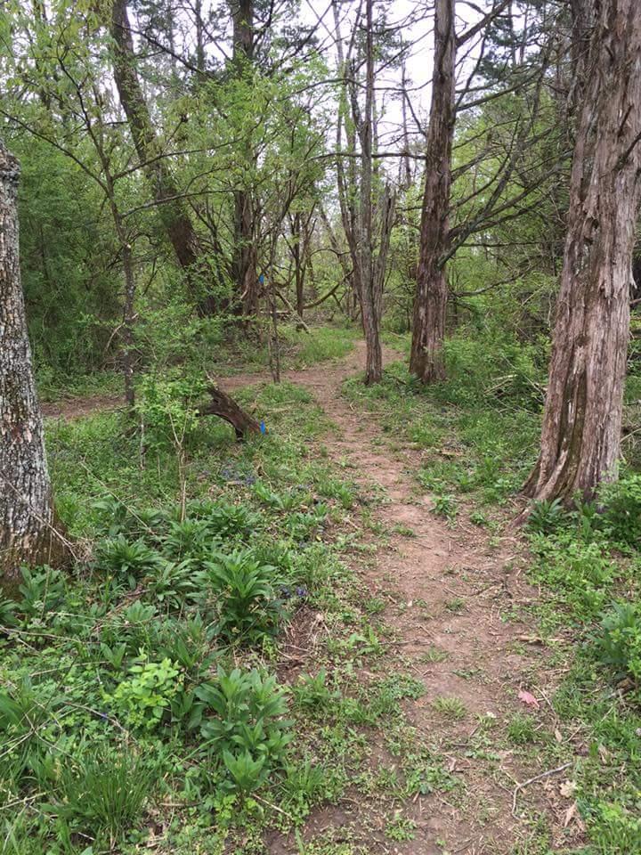 A narrow dirt path winding through a lush green forest, bordered by tall trees and various vegetation. The scene is peaceful and serene, with soft light filtering through the leaves, creating a natural atmosphere. Knucklehead mountain bike trail.