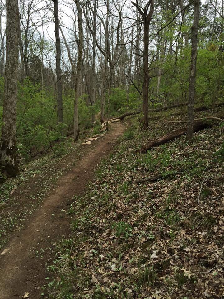 A dirt trail winding through a forest with bare trees and fresh green foliage, surrounded by fallen leaves and small plants. The scene captures the tranquil beauty of nature on a cloudy day. Knucklehead mountain bike trail.