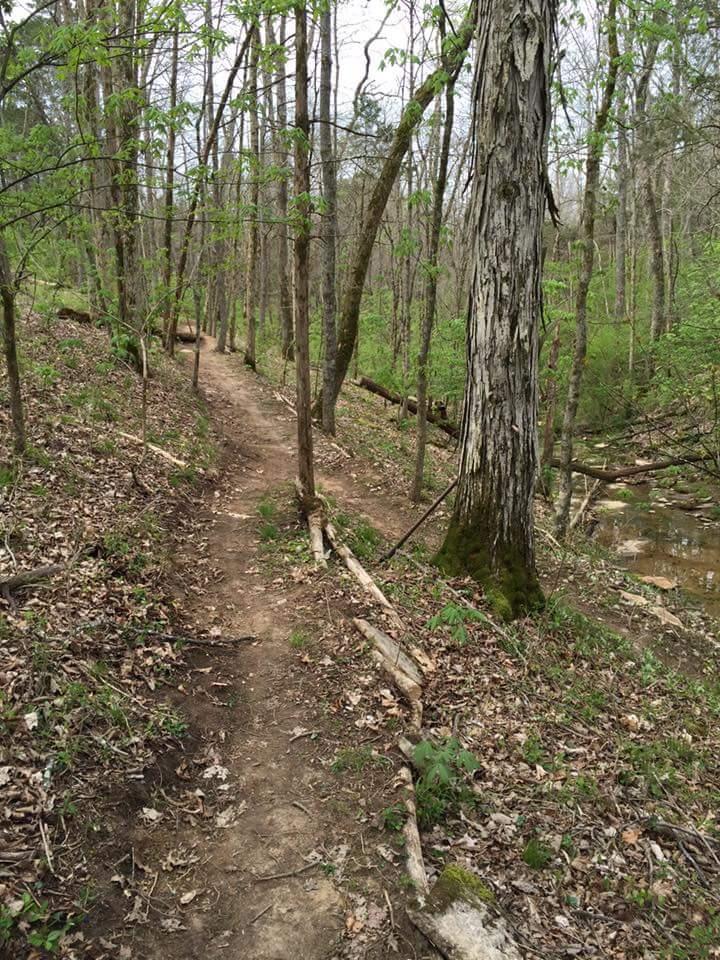 A winding dirt trail through a lush green forest, lined with young trees and scattered leaves. A large tree trunk stands prominently on the right, while a creek can be seen nearby, adding to the serene, natural setting. Knucklehead mountain bike trail.