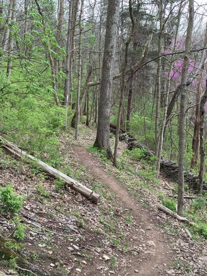 A narrow dirt trail winding through a dense forest with tall trees, green foliage, and some wildflowers. There are fallen logs along the path, and rocky ground covered with leaves. Knucklehead mountain bike trail.