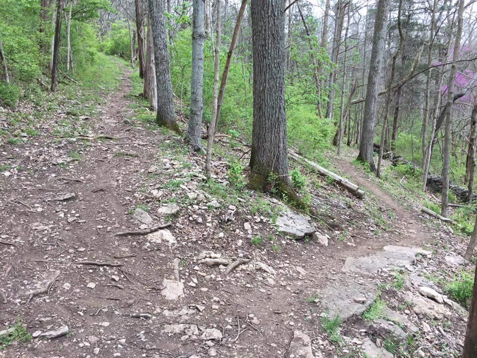 A lush forest scene showing a dirt pathway that splits into two trails, surrounded by tall trees and greenery. The path is rocky and somewhat uneven, indicating a natural hiking trail. Knucklehead mountain bike trail.