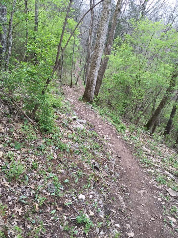 A winding dirt trail surrounded by lush green foliage and trees, leading into a serene forest setting. The path is flanked by wild plants and scattered stones, creating a natural and tranquil atmosphere. Knucklehead mountain bike trail.