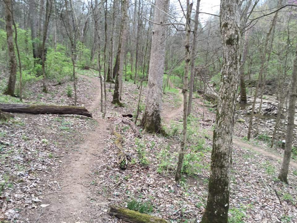 A winding dirt path through a wooded area, surrounded by tall trees and scattered green foliage. The forest floor is covered with leaves and fallen branches, and a small creek can be seen off to the side. The scene conveys a sense of tranquility and natural beauty. Knucklehead mountain bike trail.