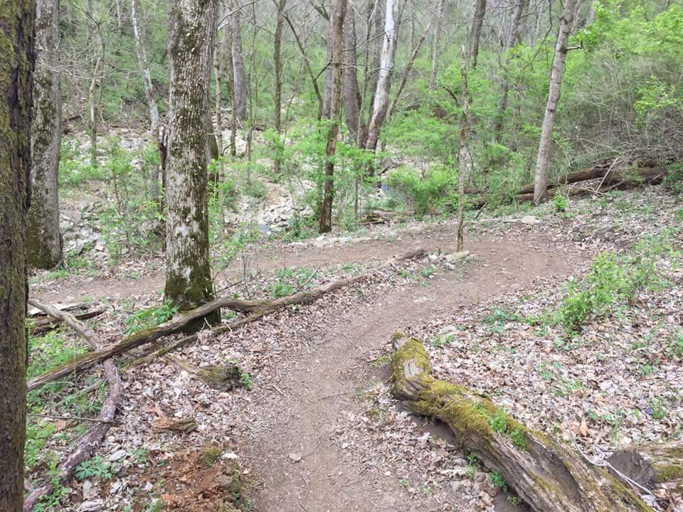 A winding dirt trail through a lush green forest, bordered by tall trees and scattered fallen leaves. Small shrubs and greenery line the path, leading to a rocky area in the background. Knucklehead mountain bike trail.