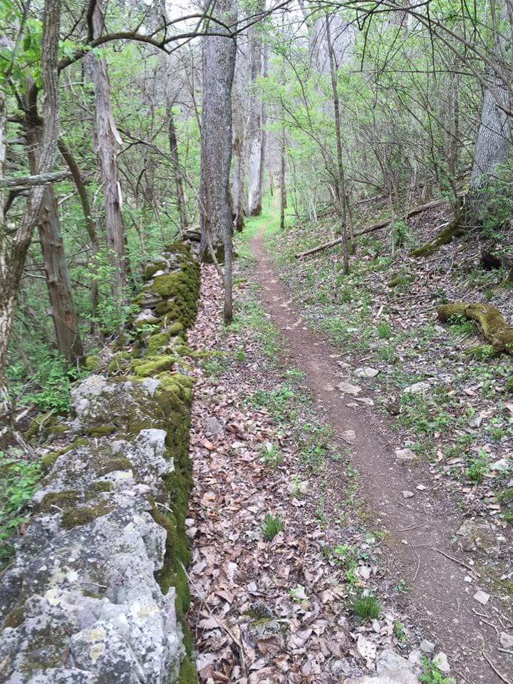 A narrow dirt path winding through a lush, green forest, flanked by a moss-covered stone wall on the left. The ground is scattered with fallen leaves and small plants, and tall trees rise in the background, creating a serene, natural atmosphere. Knucklehead mountain bike trail.