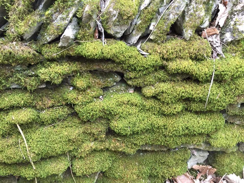 A close-up view of a moss-covered stone wall, featuring vibrant green moss growing between irregularly shaped stones. The texture of the moss contrasts with the rough surface of the stones, and scattered leaves and twigs can be seen interspersed among the moss. Knucklehead mountain bike trail.