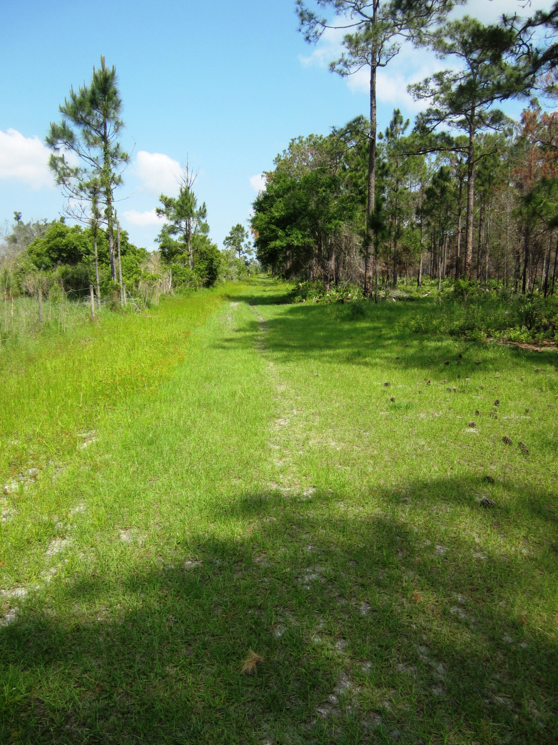 A dirt path lined with greenery, leading through a forested area with tall pine trees on both sides under a clear blue sky. Shadows from the trees create patterns on the grassy ground. Grassy Island Trail mountain bike trail.