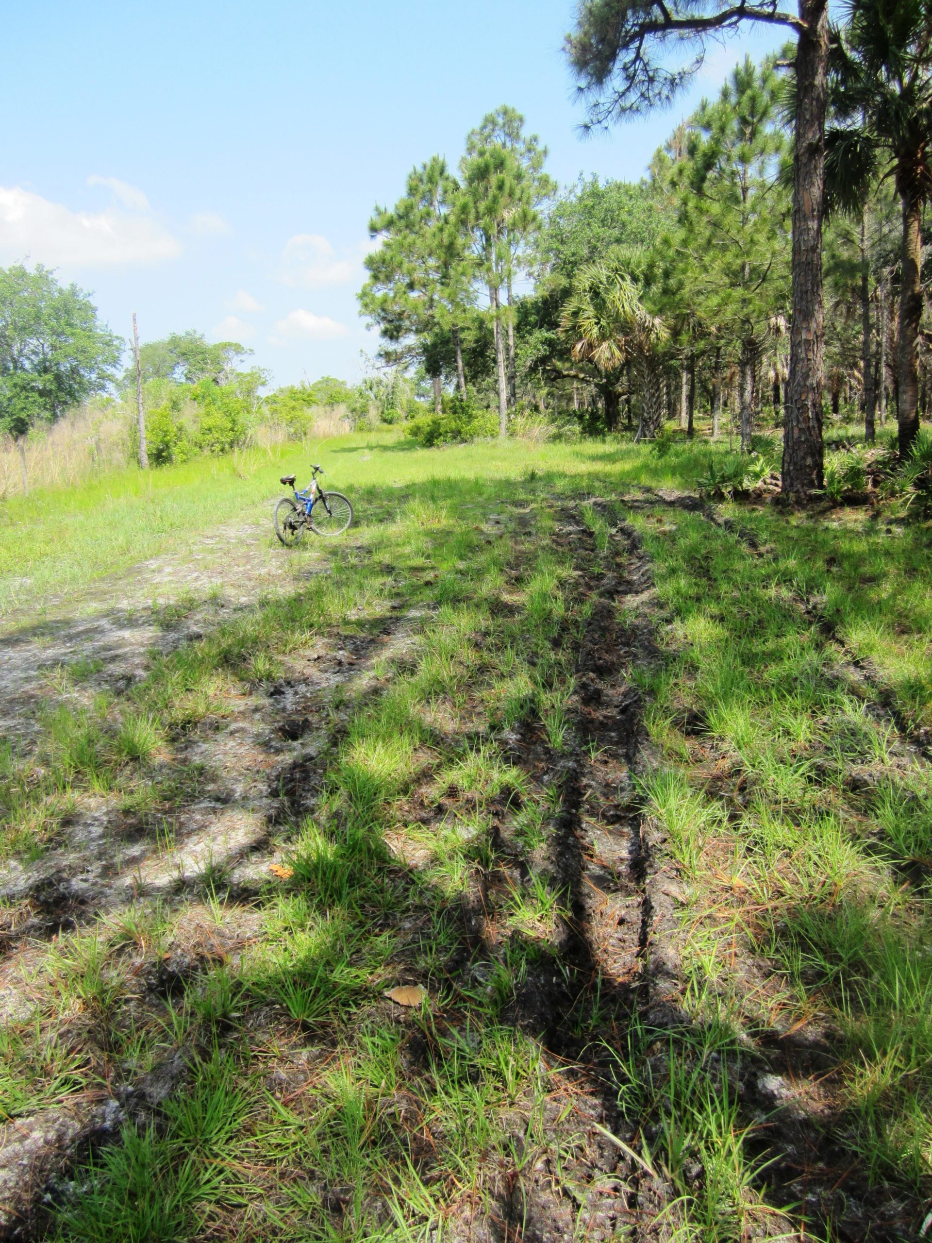 A black bicycle parked on a grassy path surrounded by trees and shrubs in a sunny outdoor setting. Tire tracks are visible in the dirt, leading through the lush greenery. Grassy Island Trail mountain bike trail.