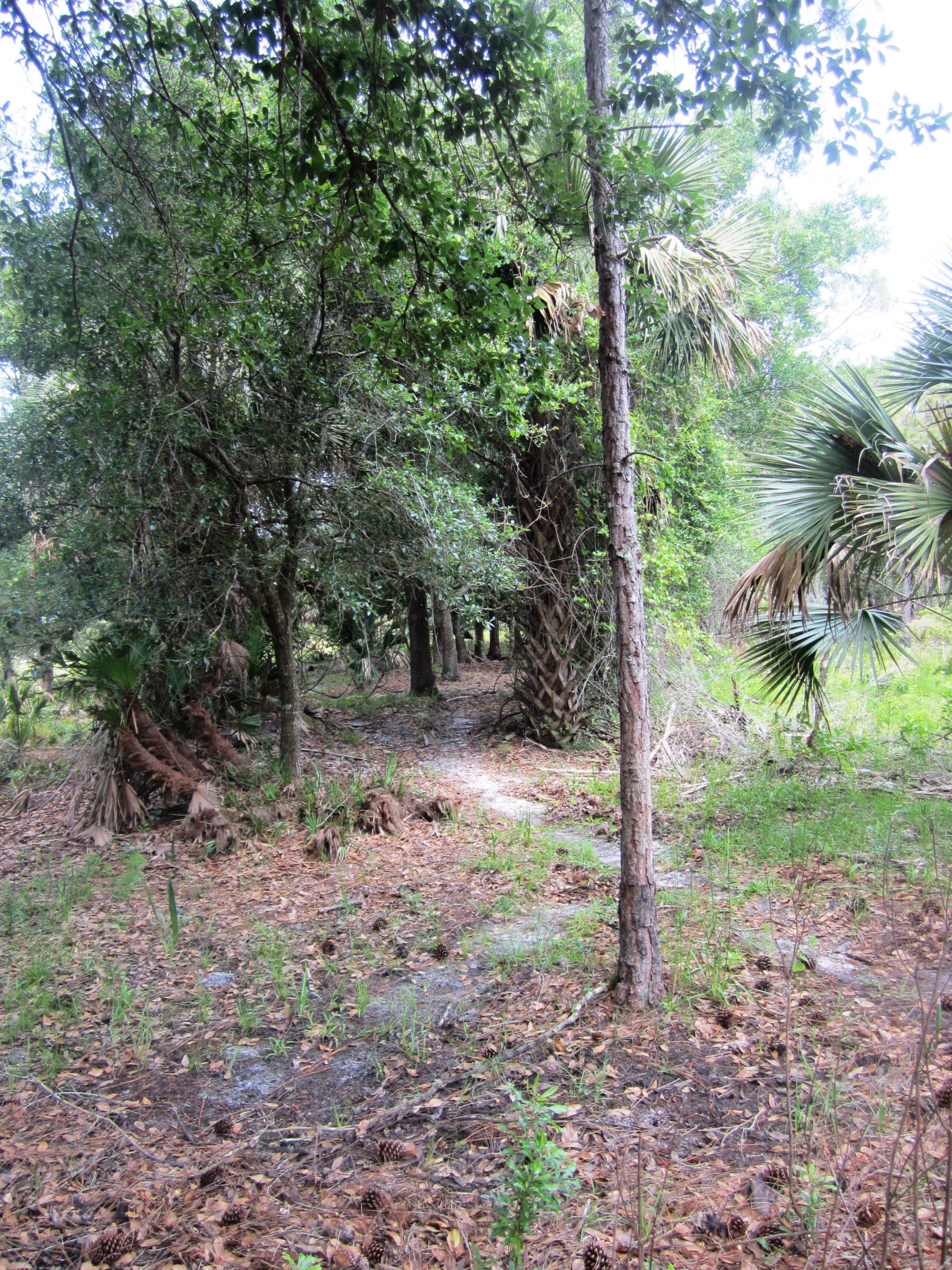 A narrow, winding path meanders through a dense, wooded area filled with various trees and underbrush, including palm trees and fallen pine cones on the ground. The scene is well-lit, suggesting a bright day, with dappled sunlight filtering through the leaves overhead. Grassy Island Trail mountain bike trail.