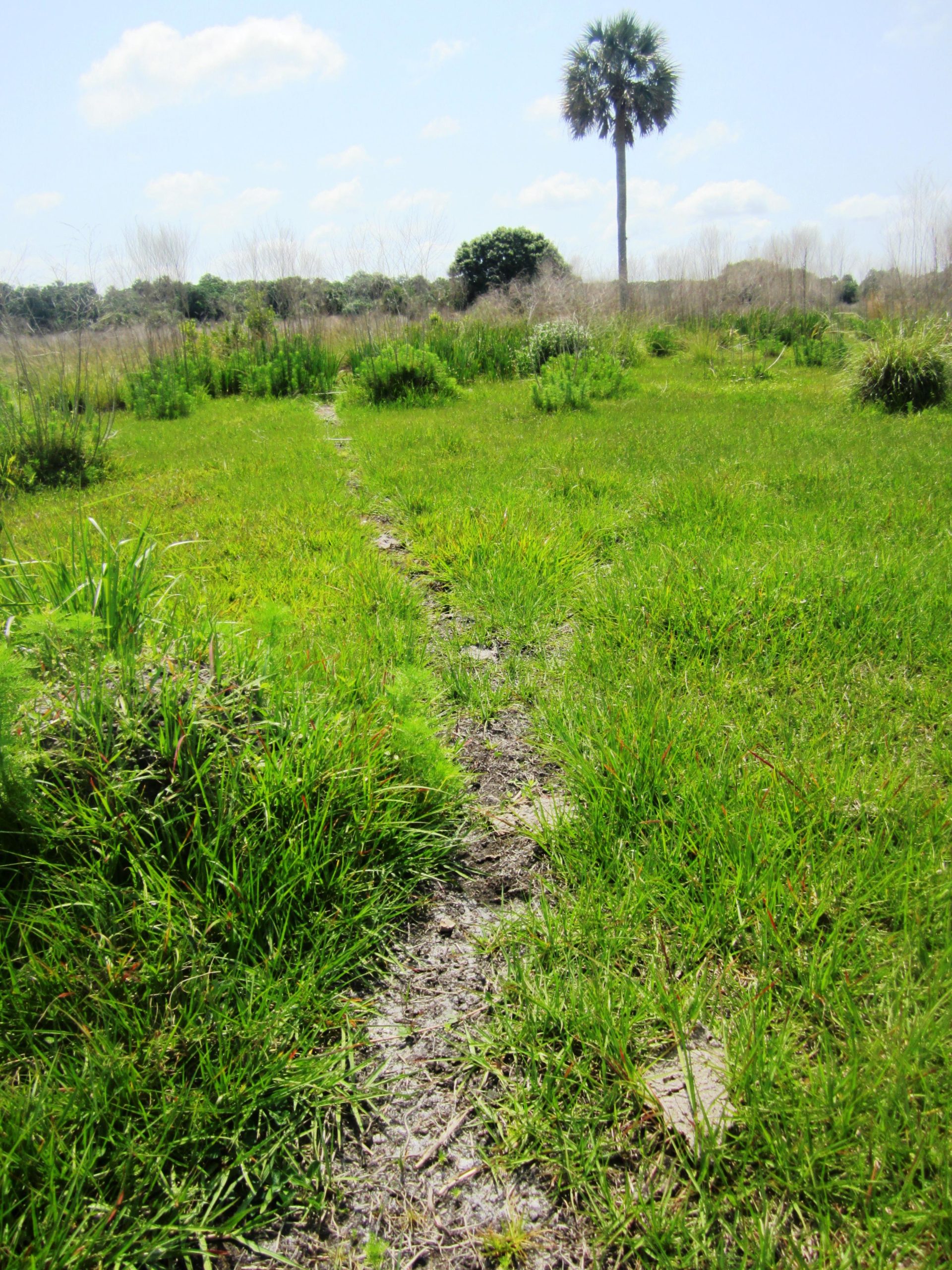 A wide view of a grassy field with a narrow dirt path leading through lush greenery, bordered by various plants. In the background, a single tall palm tree stands against a bright blue sky with a few clouds. The scene conveys a serene, natural setting. Grassy Island Trail mountain bike trail.