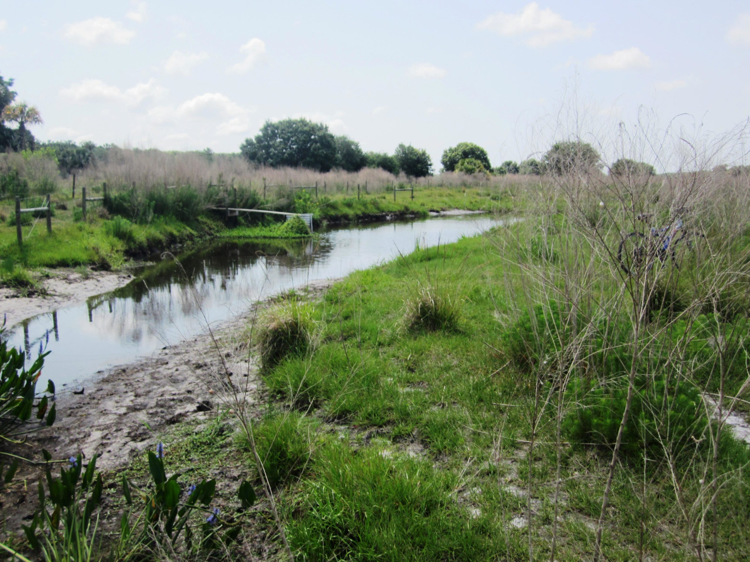A peaceful natural scene featuring a meandering stream bordered by lush green grass and patches of wild plants. The background shows a sparse landscape with tall grasses and trees under a blue sky dotted with clouds. Grassy Island Trail mountain bike trail.