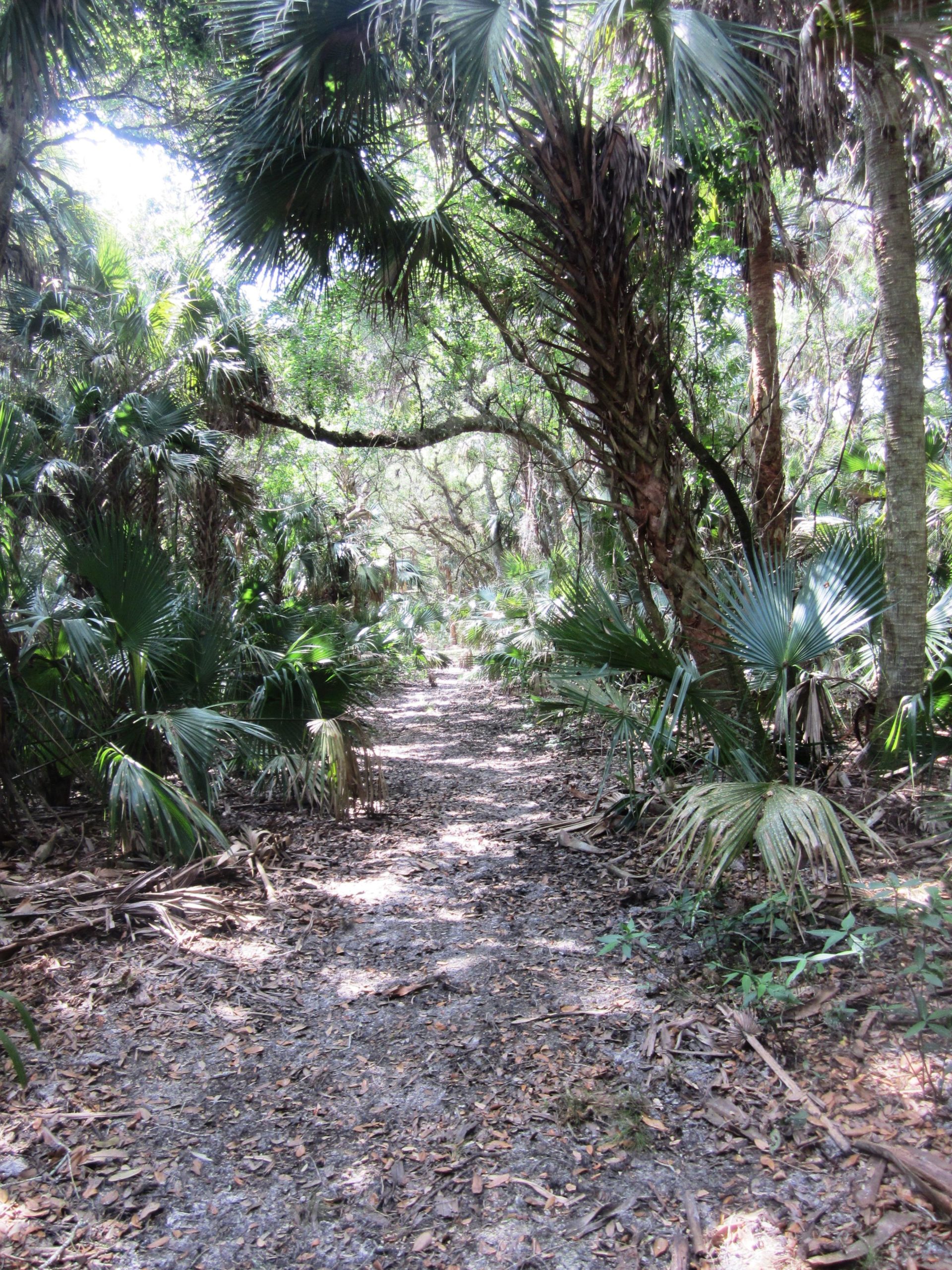 A narrow, unpaved trail winds through a dense, tropical forest. Tall palm trees and lush greenery surround the path, with dappled sunlight filtering through the leaves. The ground is covered in fallen leaves and twigs, creating a natural, earthy atmosphere. Grassy Island Trail mountain bike trail.