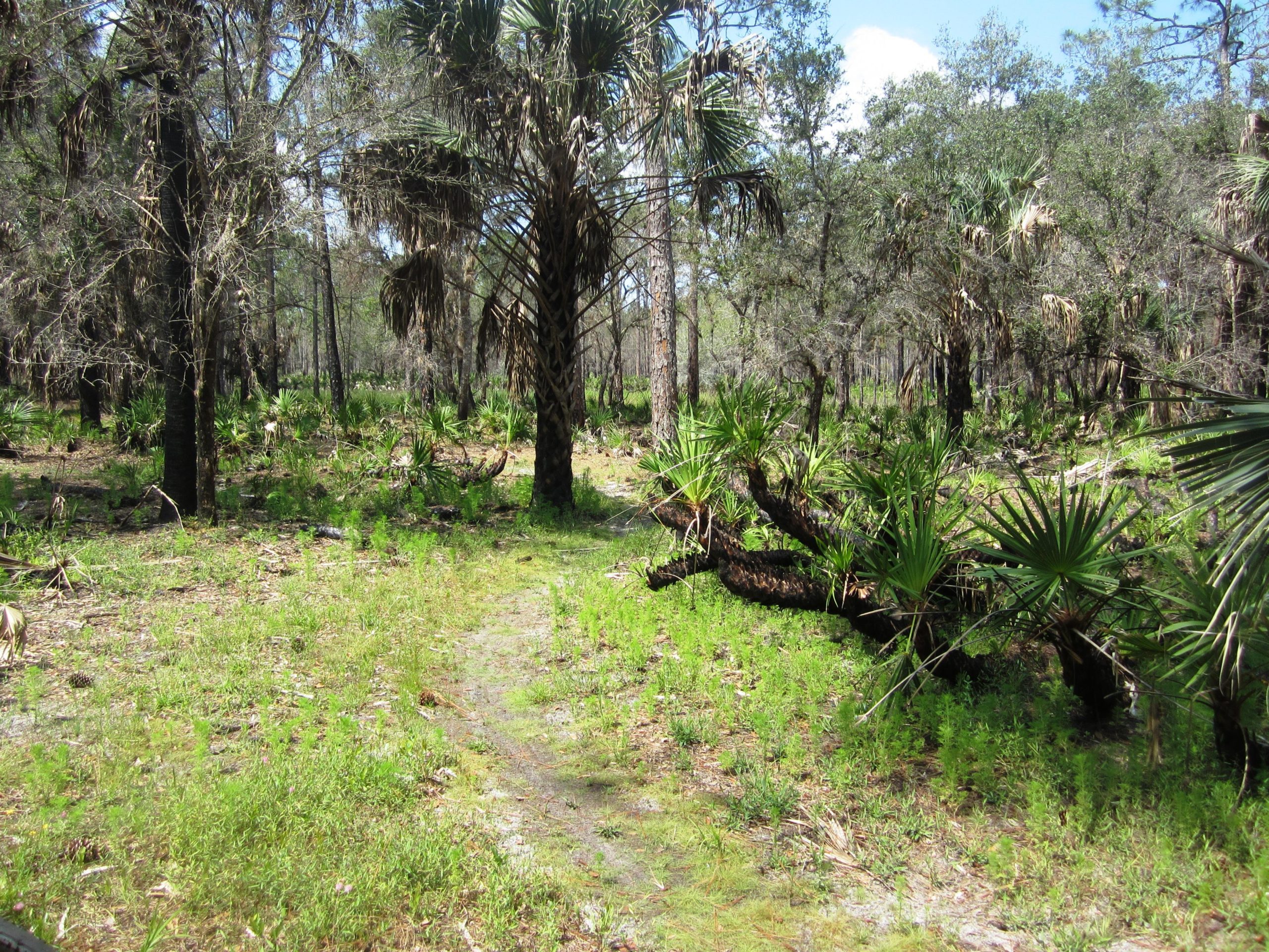 A dense forest scene featuring tall, slender trees and an undergrowth of green shrubs and grasses. Prominent palm-like plants are scattered throughout, with a small dirt path winding through the vegetation. The sky is partially visible, with a few clouds peeking through the tree canopy. Grassy Island Trail mountain bike trail.