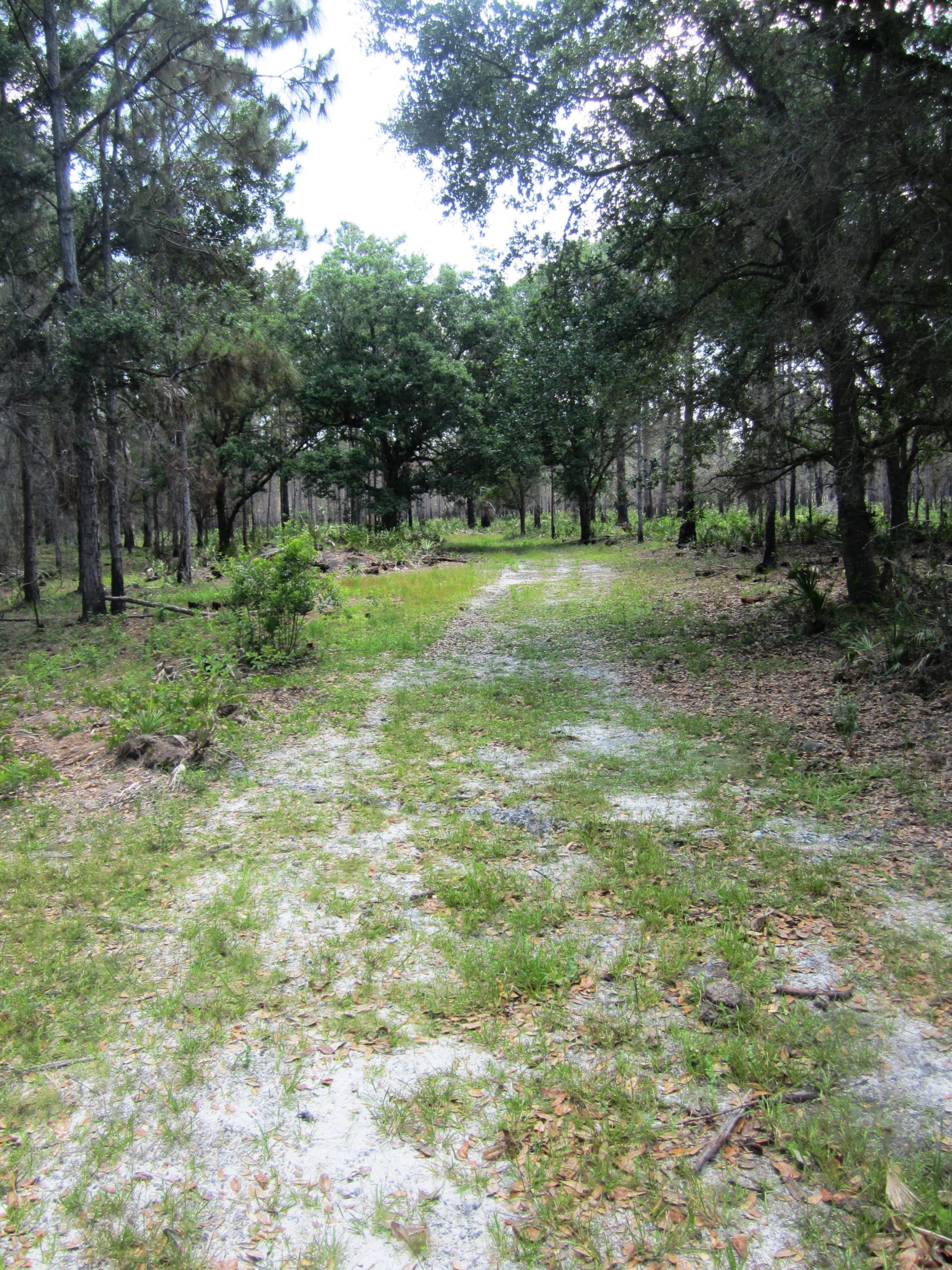 A dirt path winding through a forested area, surrounded by tall trees and patches of green grass, with scattered leaves and undergrowth. The scene is bright and inviting, showcasing the natural beauty of the woods. Grassy Island Trail mountain bike trail.
