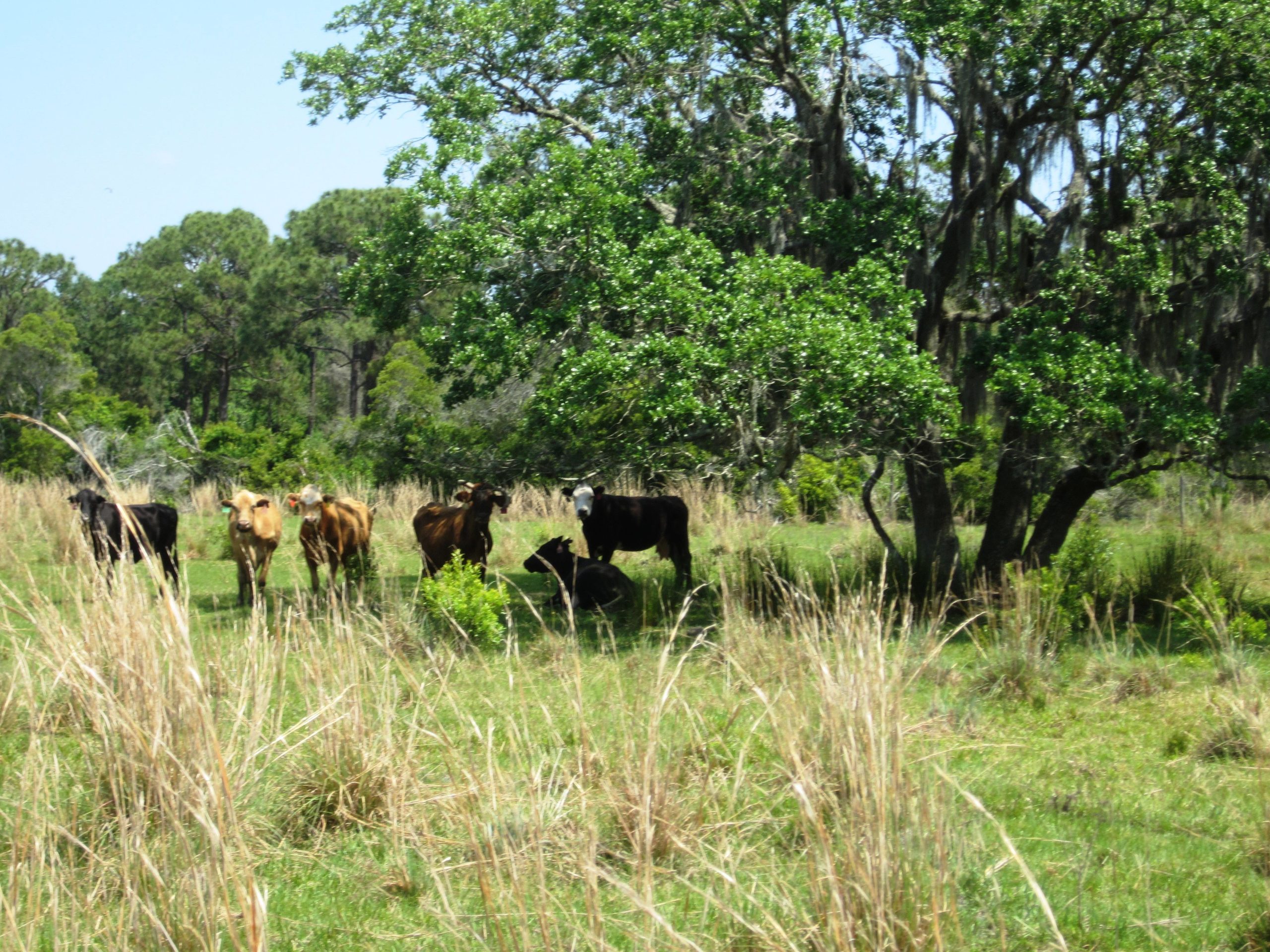 A group of cows, including brown and black varieties, grazing in a green pasture with tall grass under the shade of a large tree. The background features additional trees and a clear blue sky. Grassy Island Trail mountain bike trail.