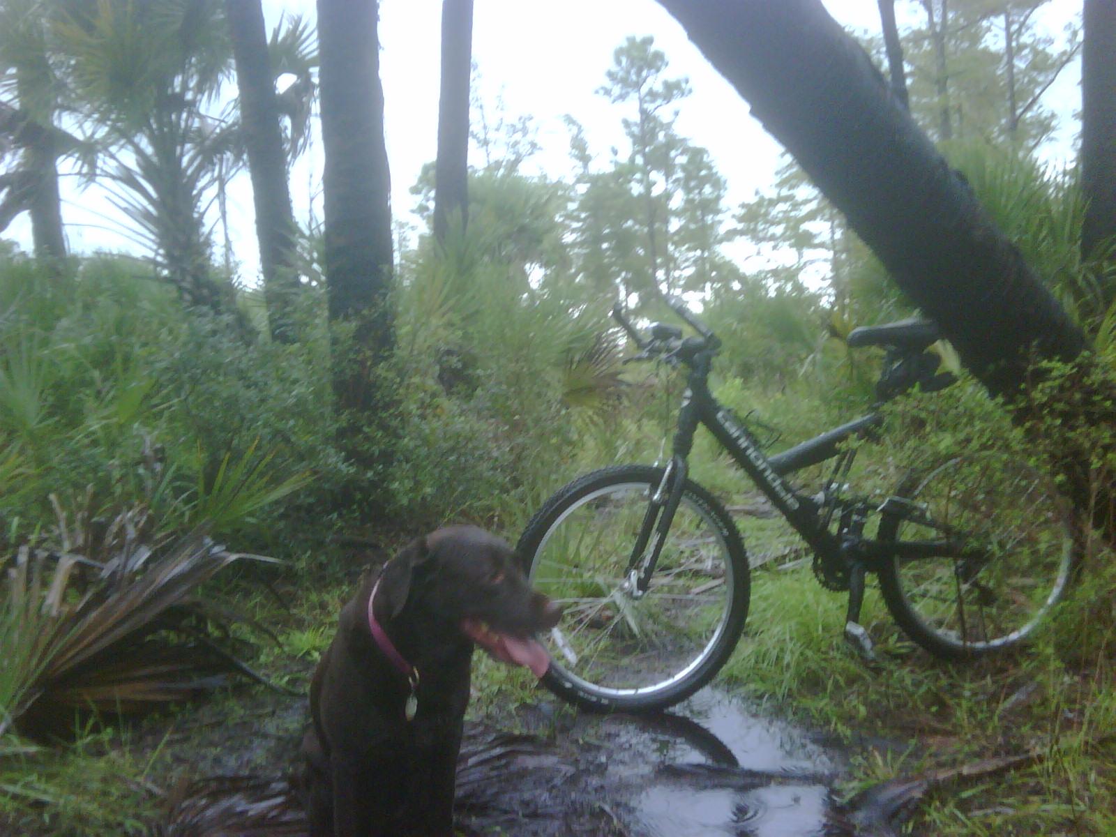 Niner Jet 9: A brown dog sitting near a mountain bike in a lush, green forested area. Rain-soaked ground and palm-like foliage are visible in the background, hinting at a natural outdoor setting.