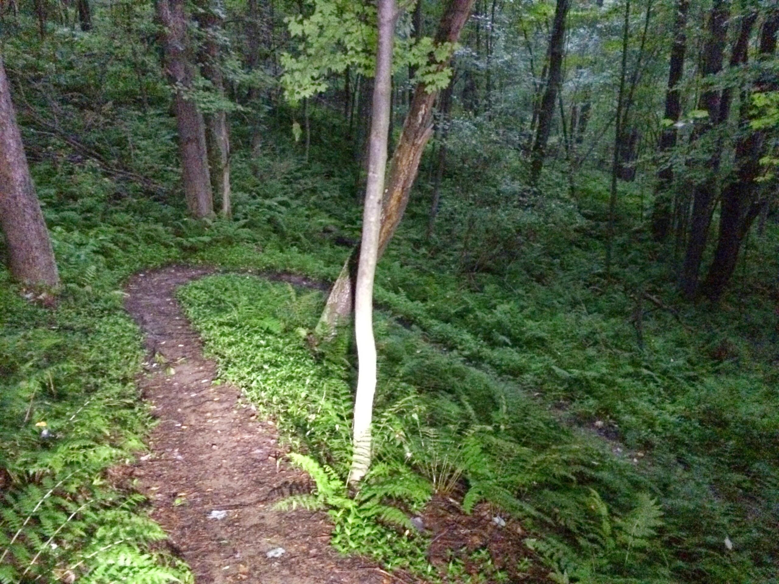 A winding dirt path through a lush, green forest, surrounded by ferns and trees. The scene is illuminated by soft, ambient light, suggesting early evening or twilight. Yellow Creek State Park mountain bike trail.