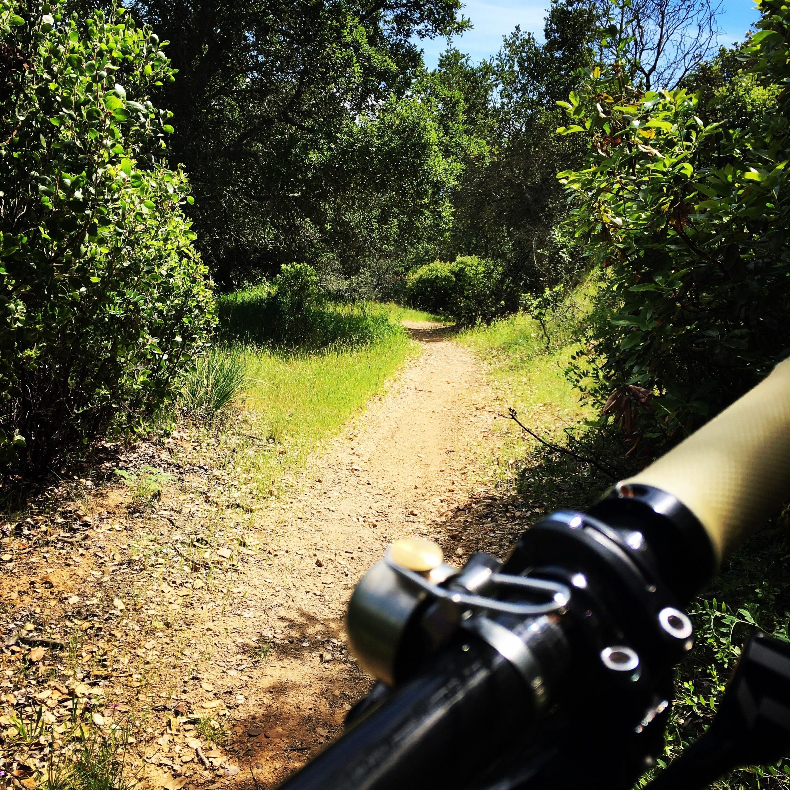 A winding dirt path surrounded by lush greenery, viewed from the perspective of a bicycle handlebar. The trail leads through a wooded area with sunlight filtering through the leaves, creating a serene outdoor atmosphere. China Camp mountain bike trail.
