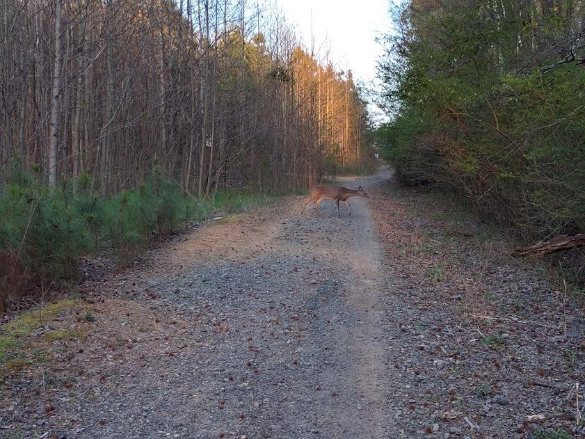 A deer crossing a gravel path surrounded by trees and underbrush during early morning light. Haw Creek Park mountain bike trail.