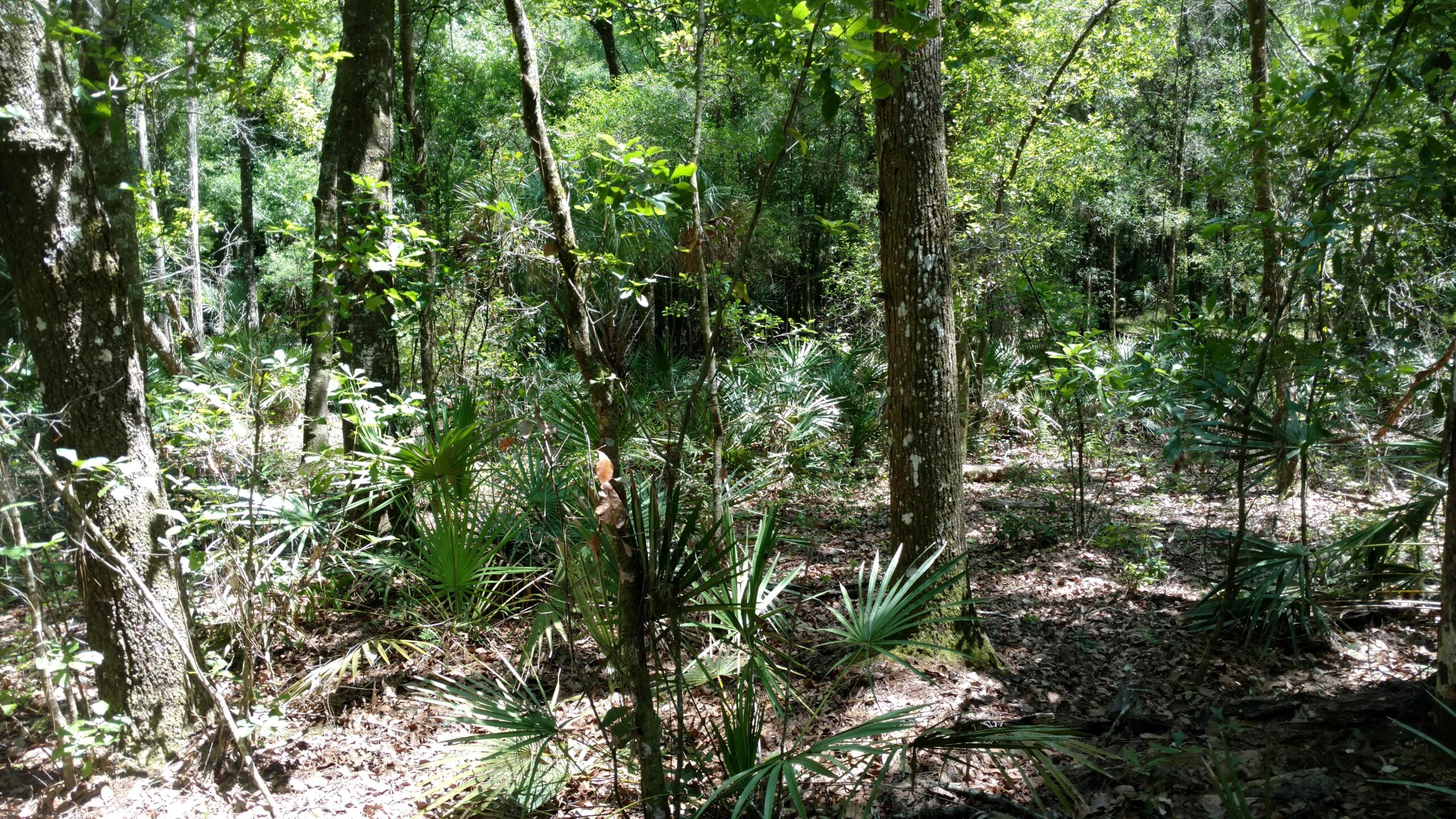 A dense forest scene featuring tall trees with lush green foliage, undergrowth of small plants, and palm-like leaves scattered on the forest floor, illuminated by dappled sunlight filtering through the canopy. Morris Bridge Park mountain bike trail.