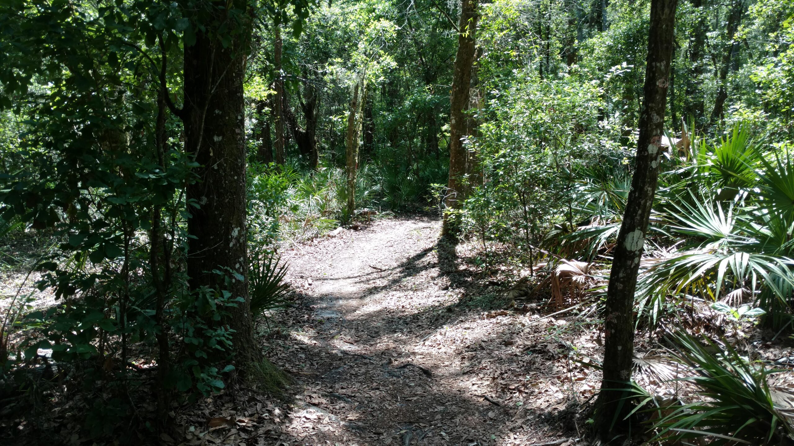 A narrow dirt path winding through a lush green forest, surrounded by trees and dense foliage. Sunlight filters through the leaves, casting dappled shadows on the ground covered in leaves and small plants. Morris Bridge Park mountain bike trail.
