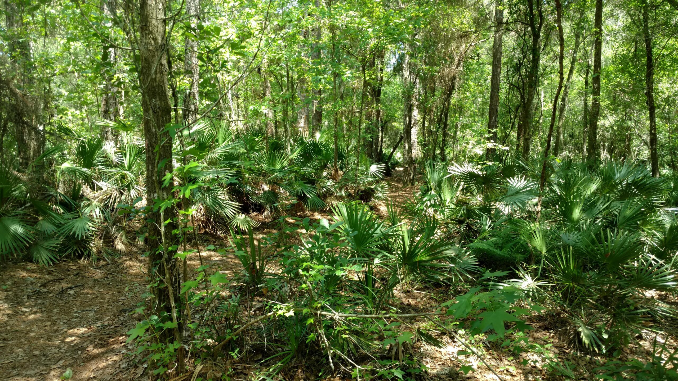 A dense forest scene with various trees and abundant green foliage, including palm plants. Sunlight filters through the leaves, casting dappled light on the forest floor covered with fallen leaves and twigs. A winding path is visible, inviting exploration deeper into the woods. Morris Bridge Park mountain bike trail.