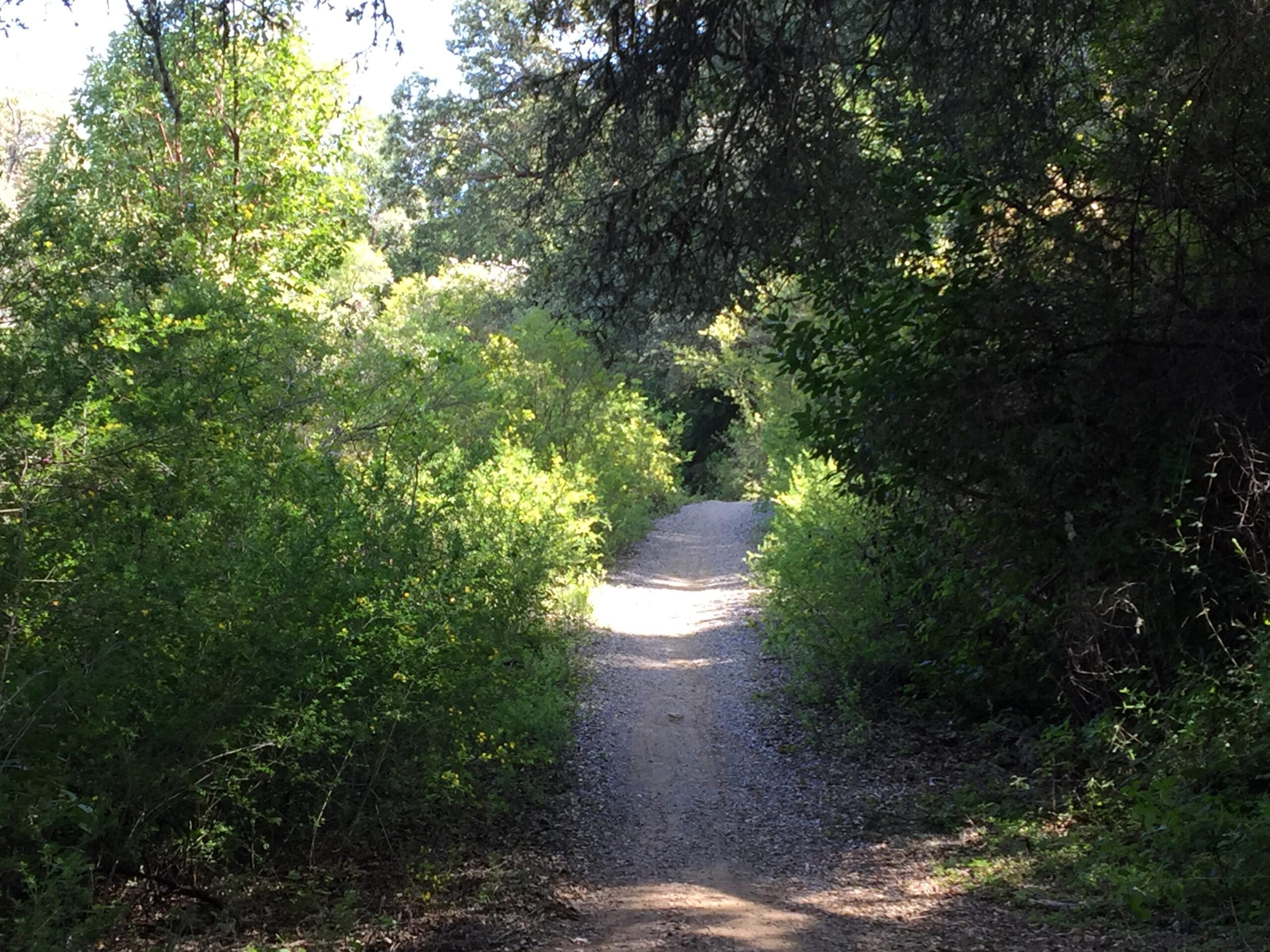A narrow, winding gravel path bordered by lush green vegetation and trees, illuminated by sunlight filtering through the leaves. The scenery conveys a peaceful and inviting atmosphere, perfect for walking or hiking. Coal Creek Open Space Preserve mountain bike trail.