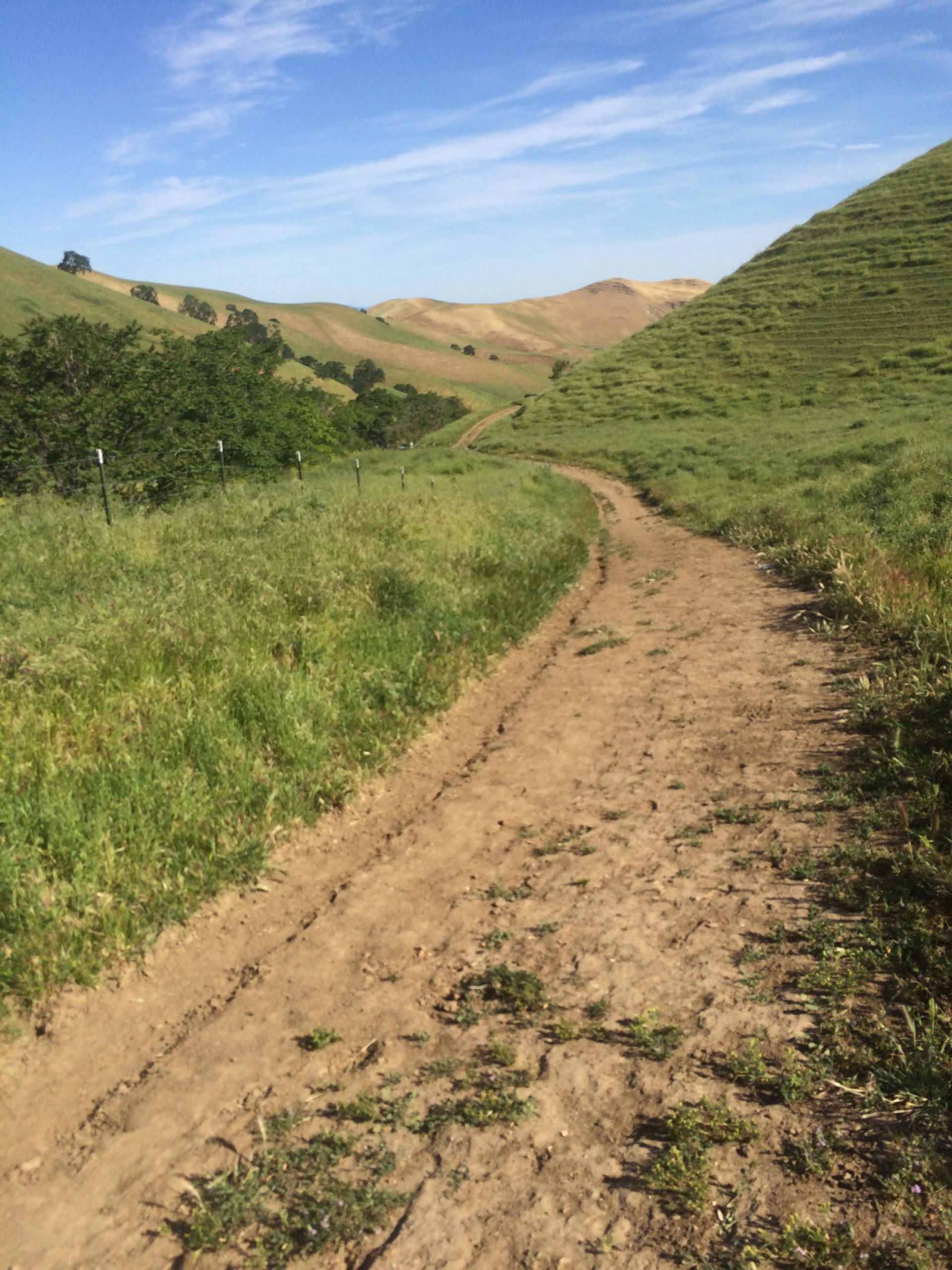 A winding dirt path through lush green grass, flanked by rolling hills under a clear blue sky. The landscape features patches of trees and gentle slopes, creating a serene outdoor setting ideal for hiking or walking. Black Diamond Mines mountain bike trail.
