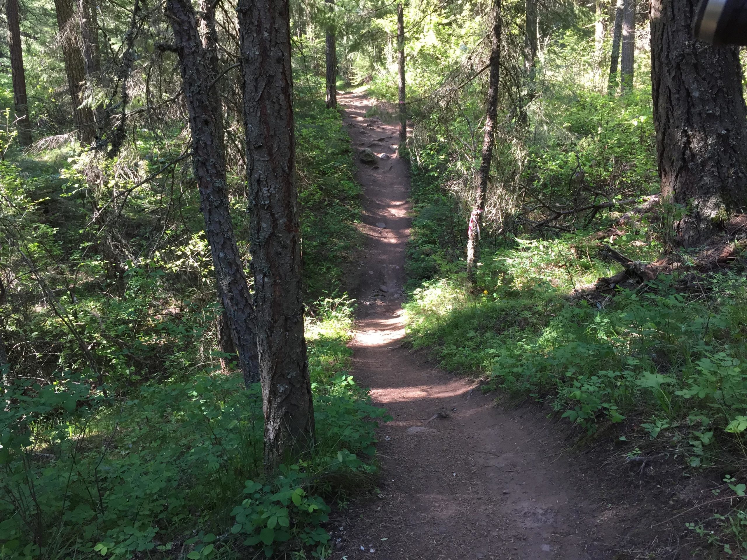 A narrow dirt path winding through a lush green forest, surrounded by tall trees and underbrush, with dappled sunlight filtering through the leaves. Whoopdee mountain bike trail.