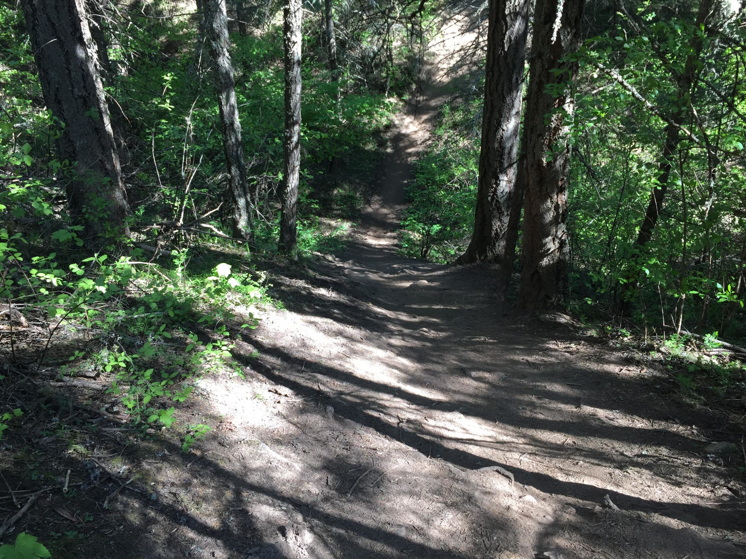 A winding dirt trail surrounded by tall trees and lush green foliage, illuminated by sunlight filtering through the leaves. The path slopes downward, showing texture from footsteps and scattered twigs. Whoopdee mountain bike trail.