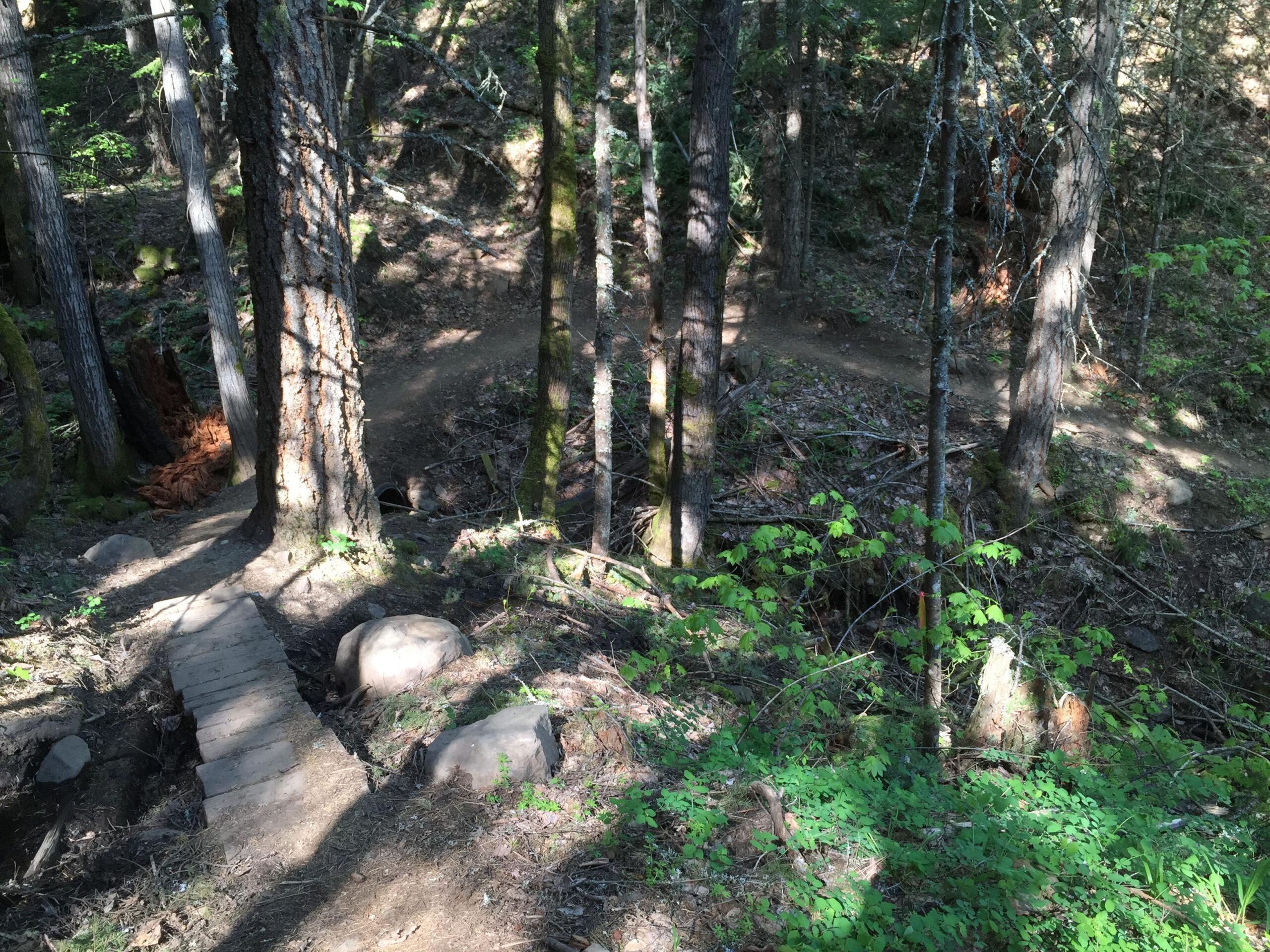A wooded trail scene featuring tall trees with sunlight filtering through the leaves, a wooden bridge crossing a small ditch, and rocky terrain. The path diverges in the background, surrounded by greenery and underbrush, creating a natural hiking environment. Whoopdee mountain bike trail.
