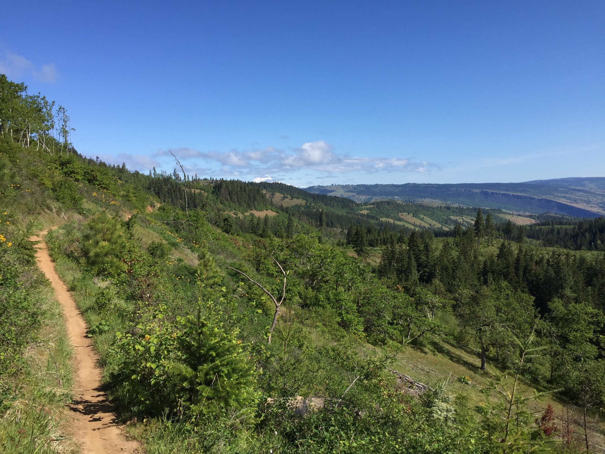 A winding dirt trail through a lush green landscape, surrounded by trees and flowering plants, under a clear blue sky with a few clouds. Rolling hills and distant mountains are visible in the background, creating a serene outdoor scene. Whoopdee mountain bike trail.