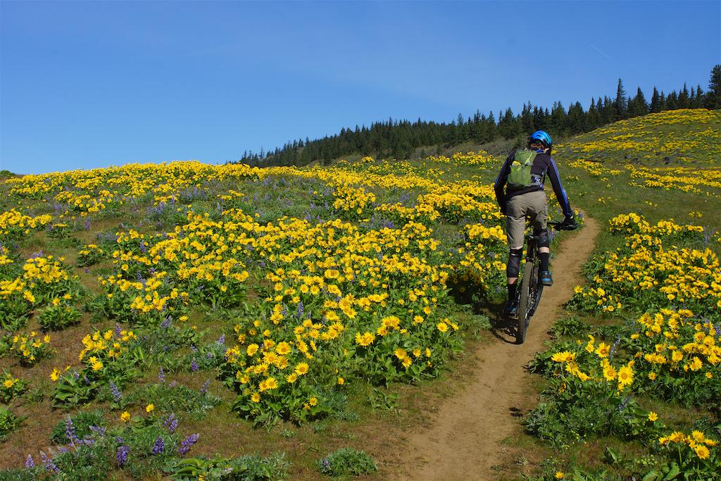 A mountain biker rides on a dirt path through a vibrant field of yellow wildflowers, with a clear blue sky and pine trees in the background. The scene captures the beauty of nature during a sunny day. Syncline mountain bike trail.