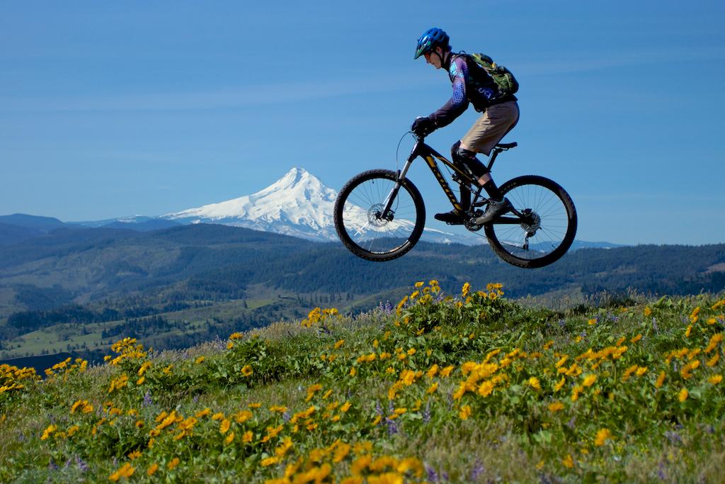 A cyclist in a blue helmet and backpack performs a jump on a mountain bike over a field of yellow wildflowers, with a backdrop of green hills and a snow-capped mountain under a clear blue sky. Syncline mountain bike trail.