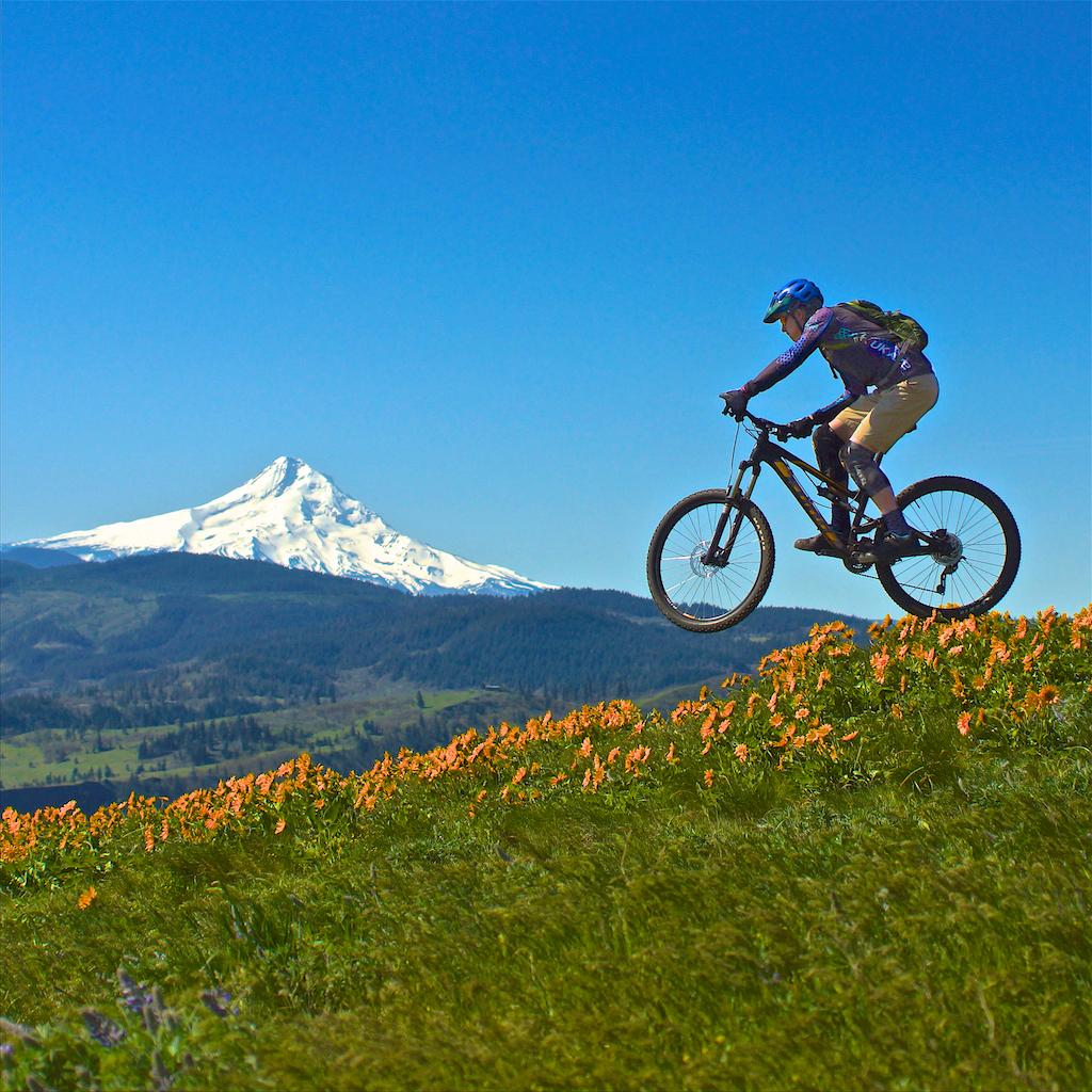 A mountain biker jumps over a field of orange wildflowers, with a snow-capped mountain in the background under a clear blue sky. Syncline mountain bike trail.