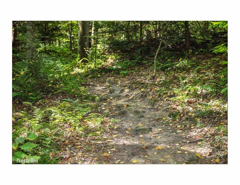 A dirt hiking trail winding through a lush green forest, lined with ferns and scattered leaves, under dappled sunlight filtering through trees. Yellow Creek State Park mountain bike trail.