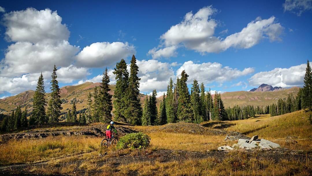 A mountain biker riding through a scenic landscape featuring tall evergreen trees and golden grasses, with blue skies and fluffy white clouds above. The background includes rolling hills and distant mountains. Trail 401 mountain bike trail.