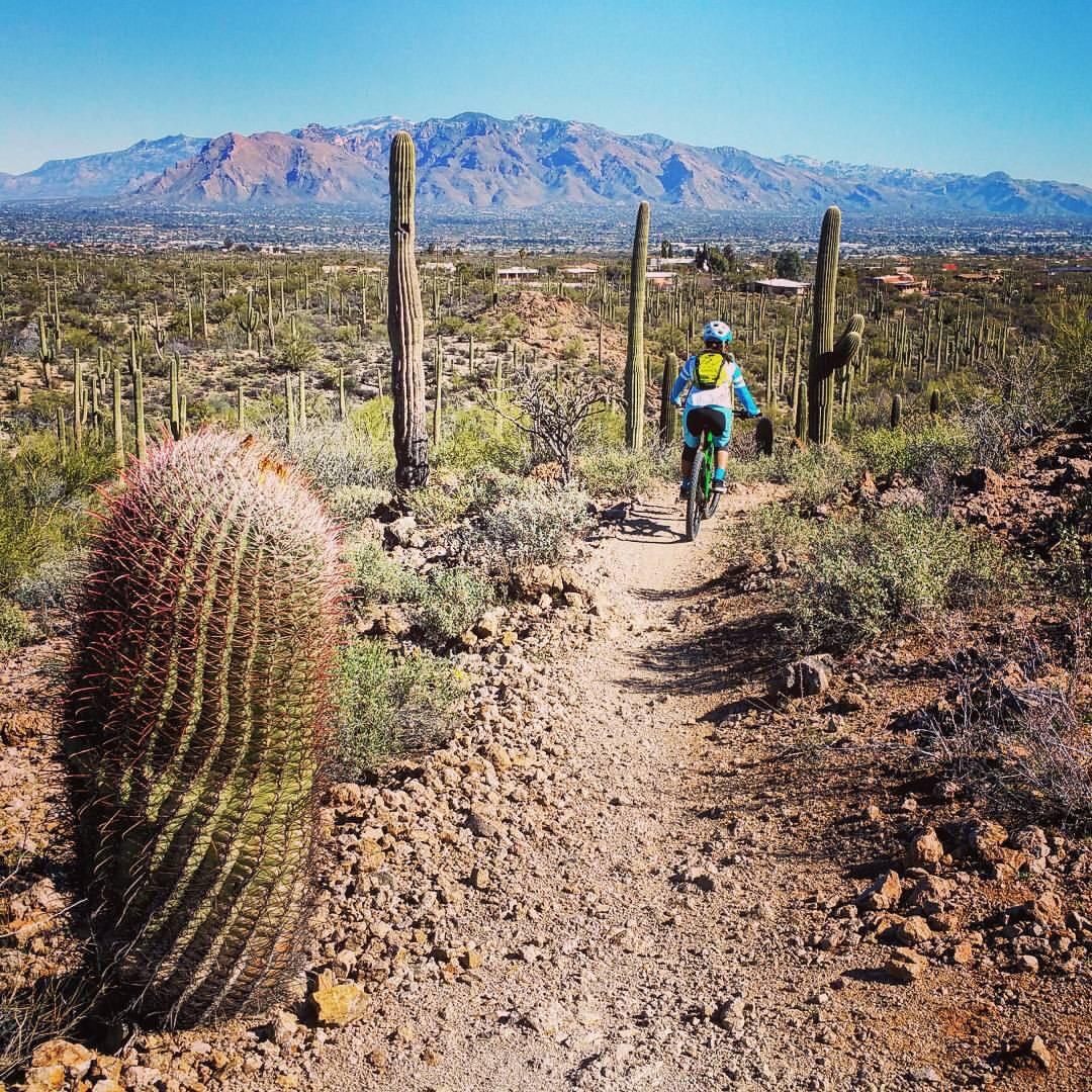 A mountain biker rides along a winding dirt trail surrounded by desert vegetation, including a large barrel cactus in the foreground and tall saguaro cacti in the background. The landscape features distant mountains against a clear blue sky, creating a vibrant scene of outdoor adventure in a desert environment. Sweetwater Preserve mountain bike trail.
