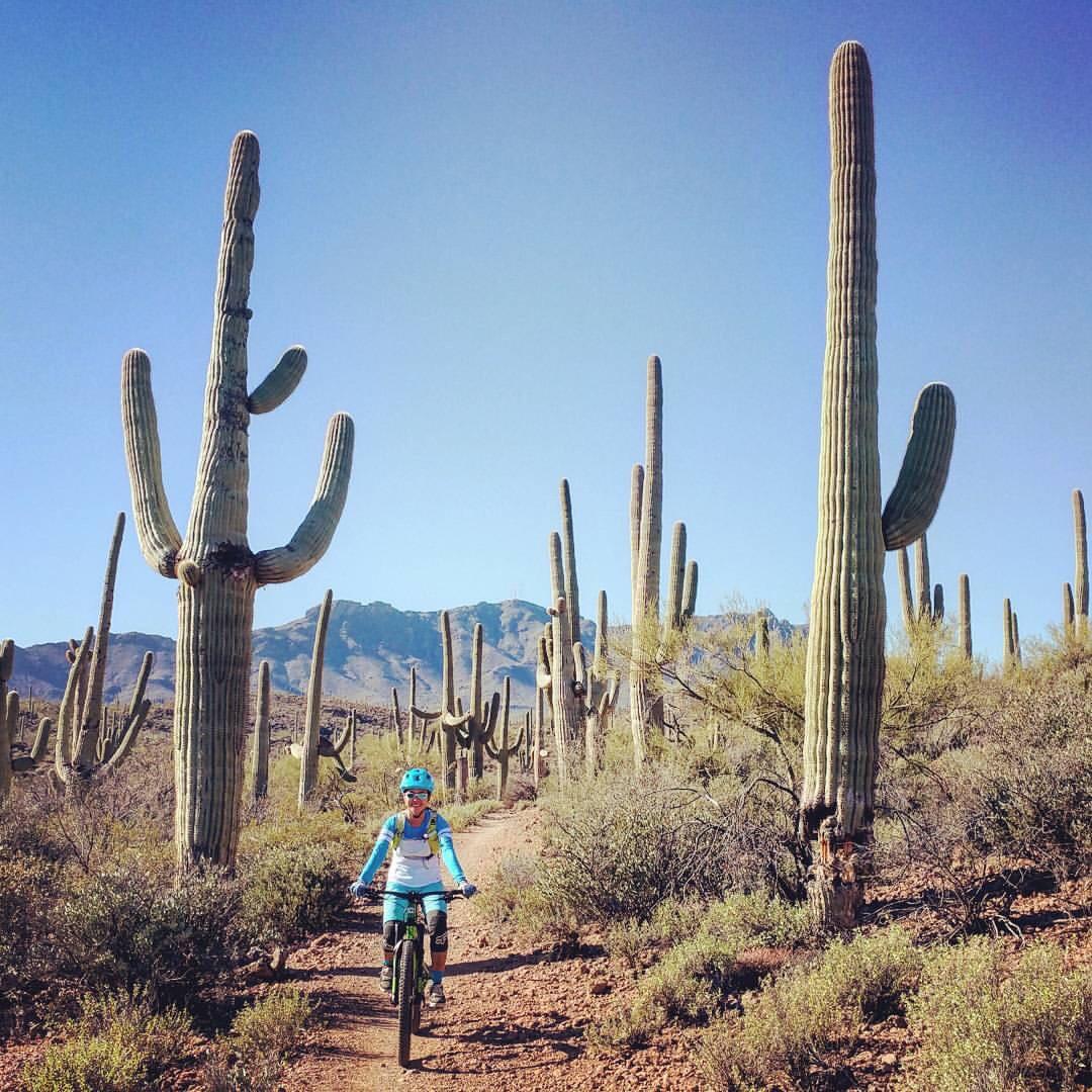 A person riding a mountain bike on a dirt trail surrounded by tall cacti in a desert landscape, with mountains visible in the background under a clear blue sky. Sweetwater Preserve mountain bike trail.
