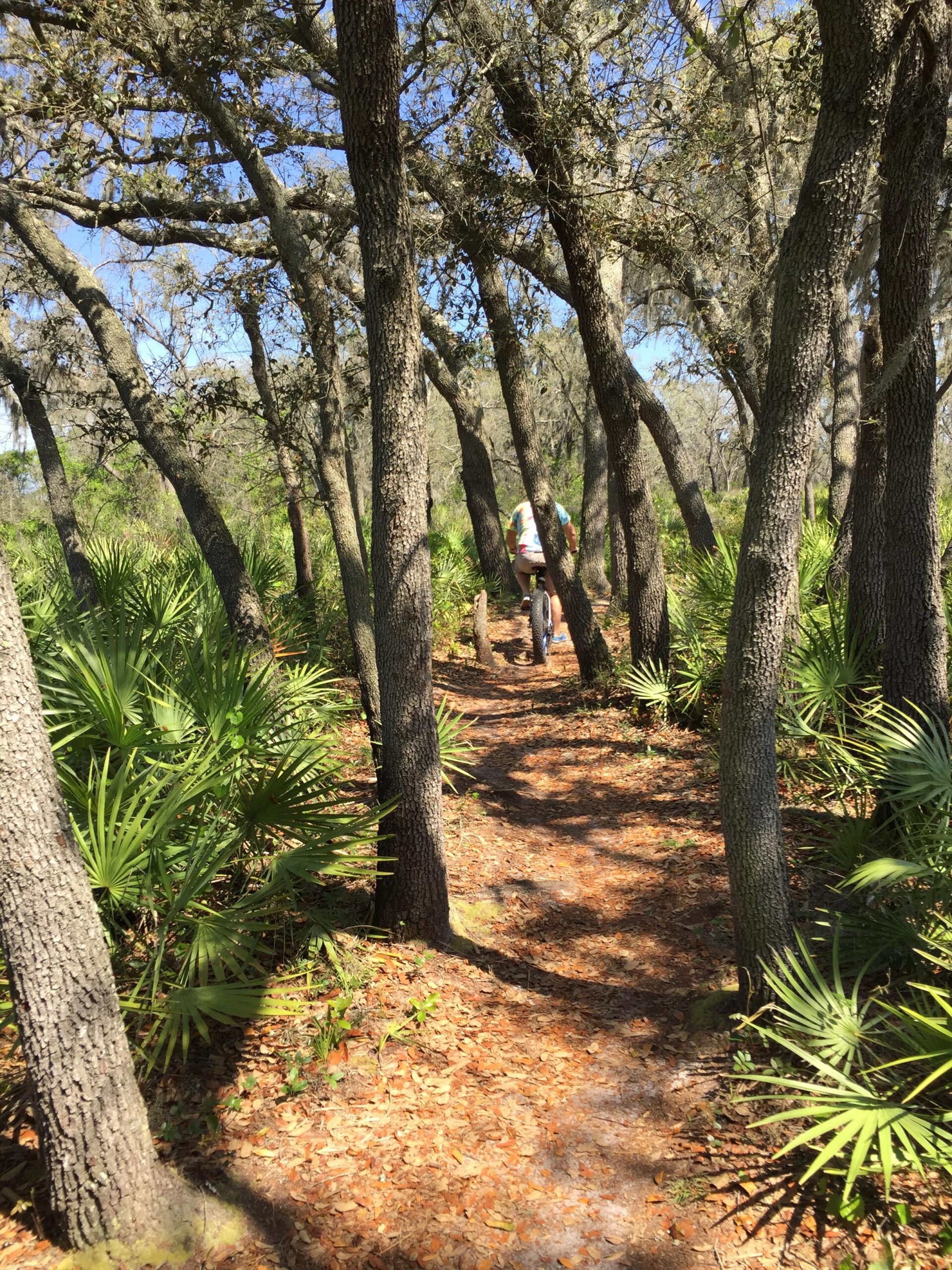 A winding dirt path through a lush forest with tall trees and green underbrush, featuring a person walking along the trail. Sunlight filters through the branches, casting dappled shadows on the ground, with scattered dried leaves lining the path. Alafia River State Park mountain bike trail.