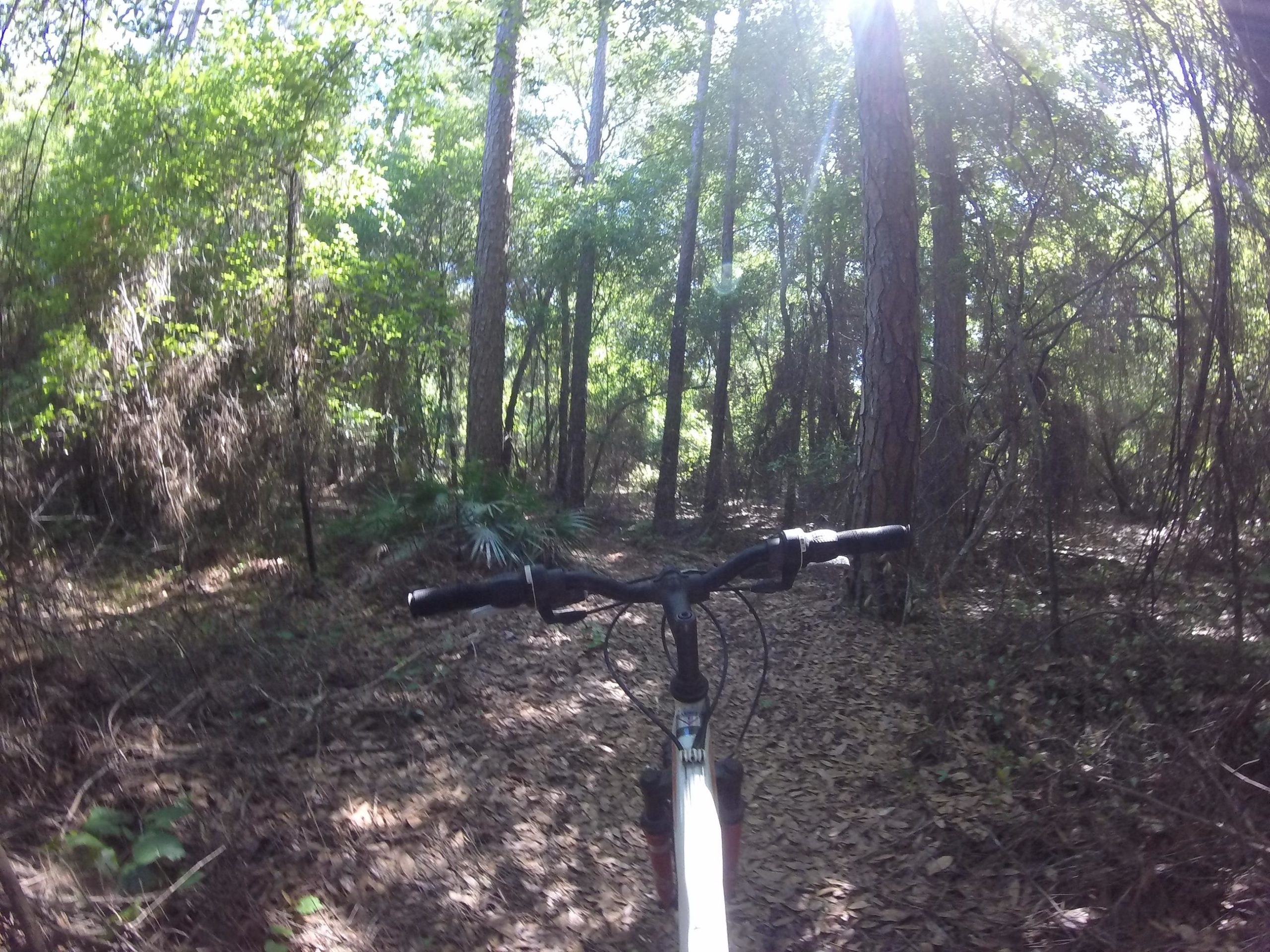 A view from the handlebars of a mountain bike on a dirt trail surrounded by lush greenery, tall trees, and sunlit foliage in a forest setting. Seminole Wekiva Markham Road Trail mountain bike trail.
