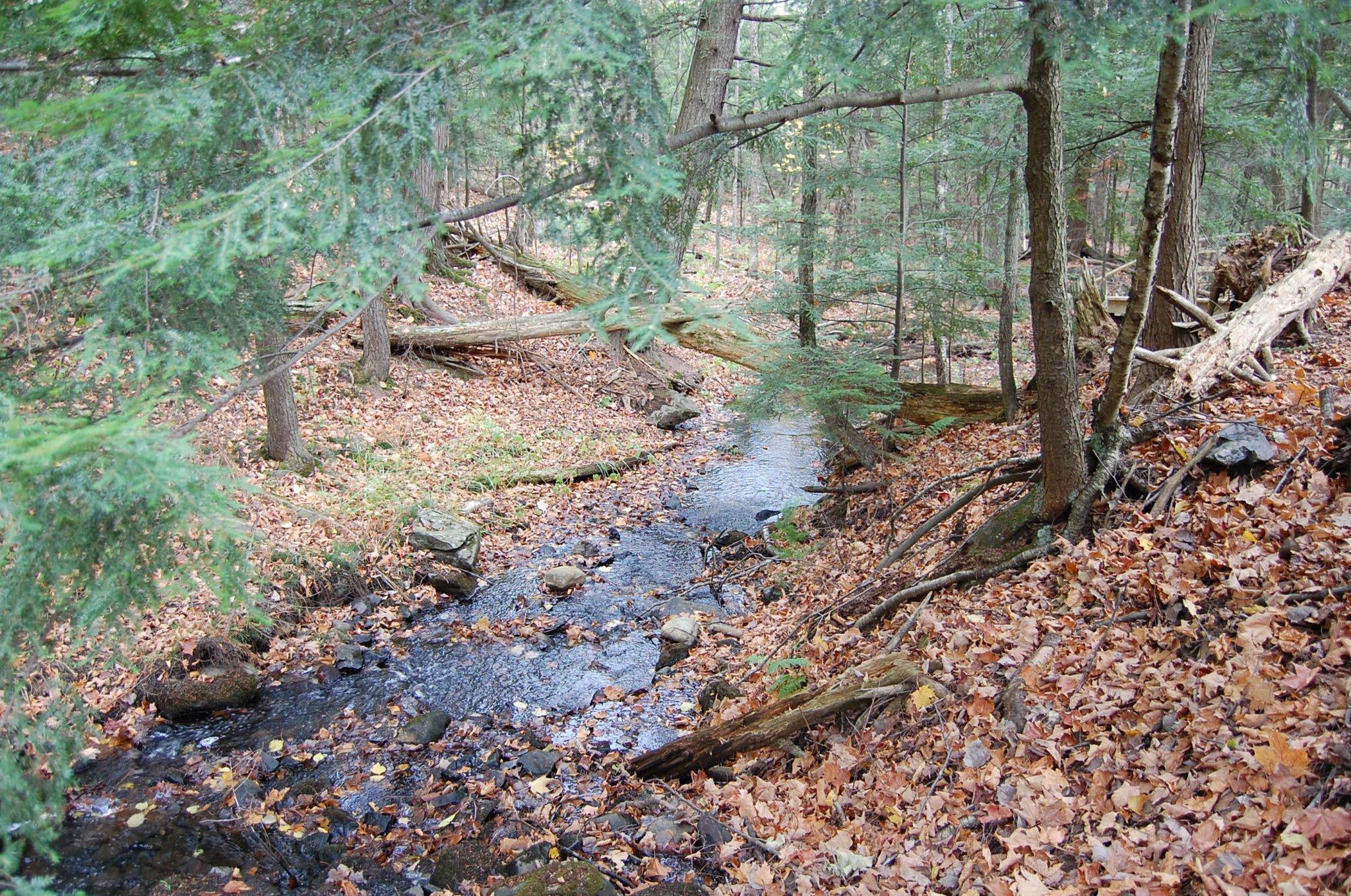 A serene forest scene featuring a small stream flowing through a carpet of fallen leaves, surrounded by trees and underbrush. The landscape is rich with earthy tones and dappled sunlight filtering through the foliage. Noquemanon Trails Network: South Marquette Trails mountain bike trail.
