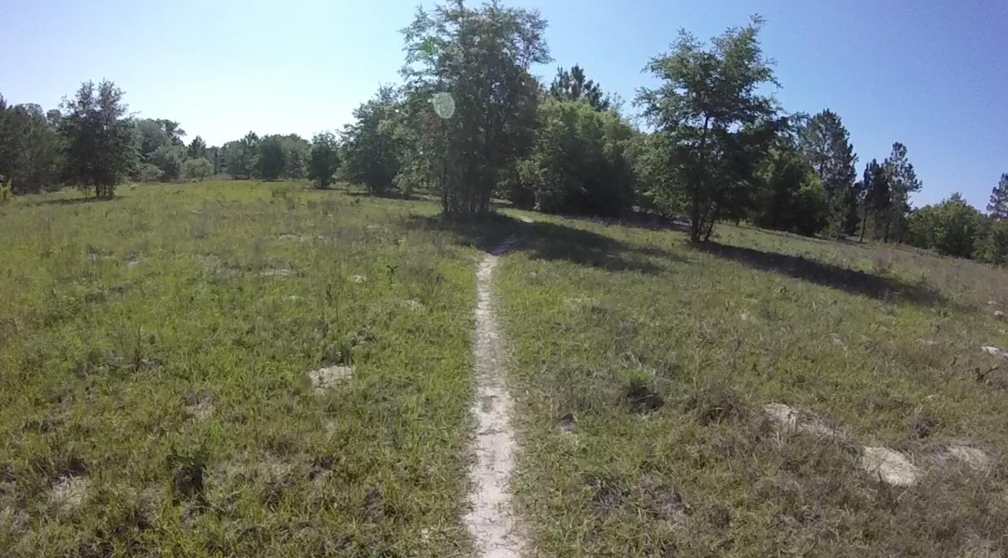 A narrow dirt path winding through a grassy field with scattered trees under a clear blue sky. The landscape is sunlit, showcasing vibrant green grass and a serene natural environment. Seminole Wekiva Markham Road Trail mountain bike trail.