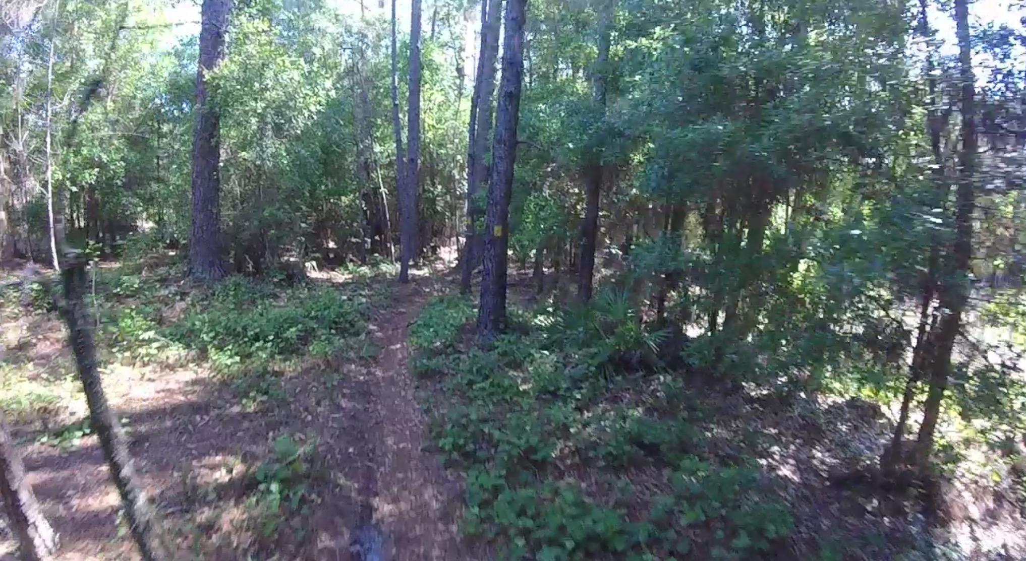 A narrow dirt path winding through a sunlit forest, surrounded by tall trees and lush greenery. The trail is flanked by underbrush and ferns, with soft shadows dancing on the ground from the tree canopy above. Seminole Wekiva Markham Road Trail mountain bike trail.