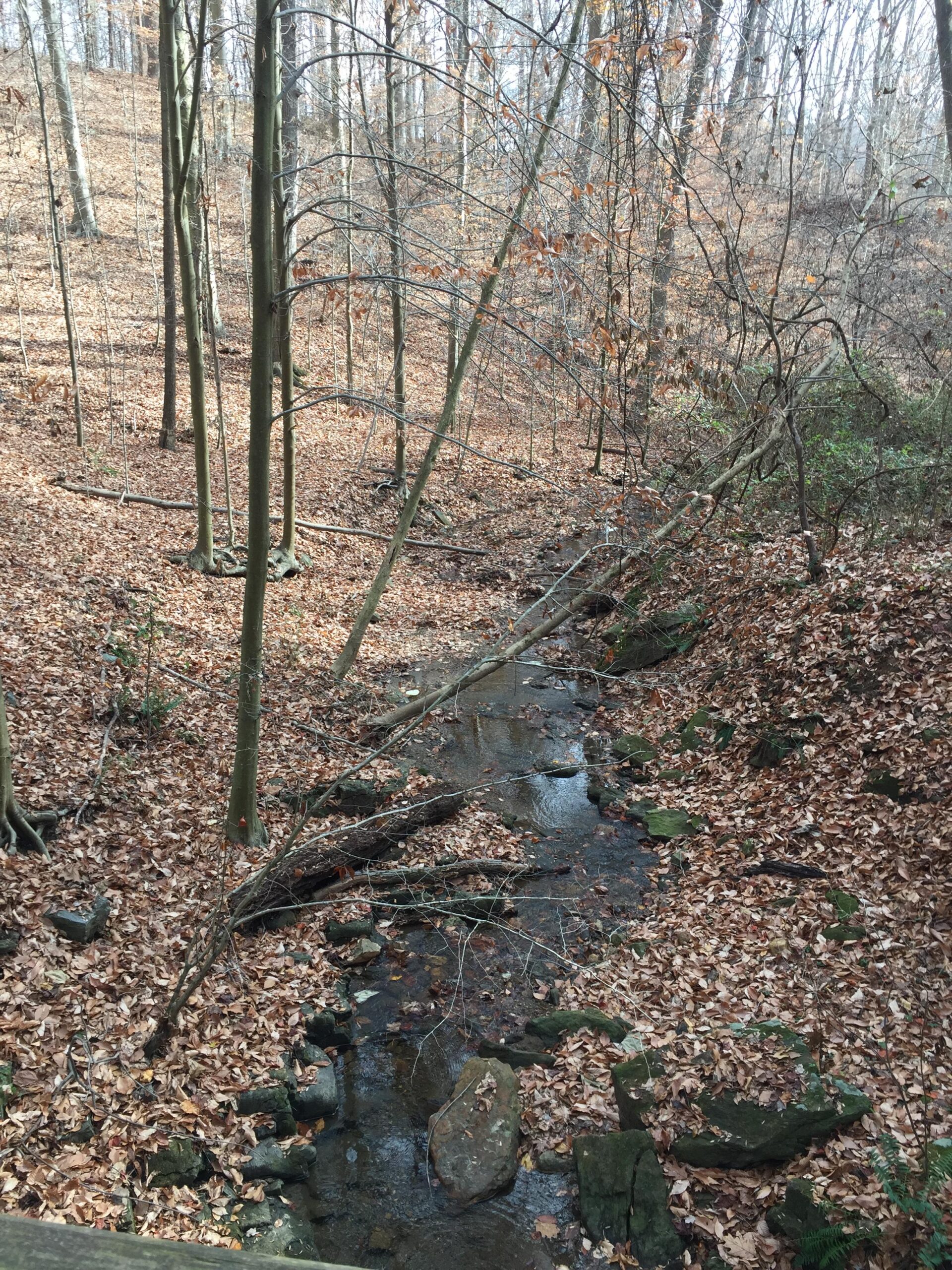 A serene forest scene featuring a small, gently flowing stream surrounded by trees. The ground is covered with a layer of fallen leaves, and the branches of the trees are bare, indicating it may be late autumn or winter. Sunlight filters through the trees, creating a peaceful, natural atmosphere. White Clay Creek mountain bike trail.