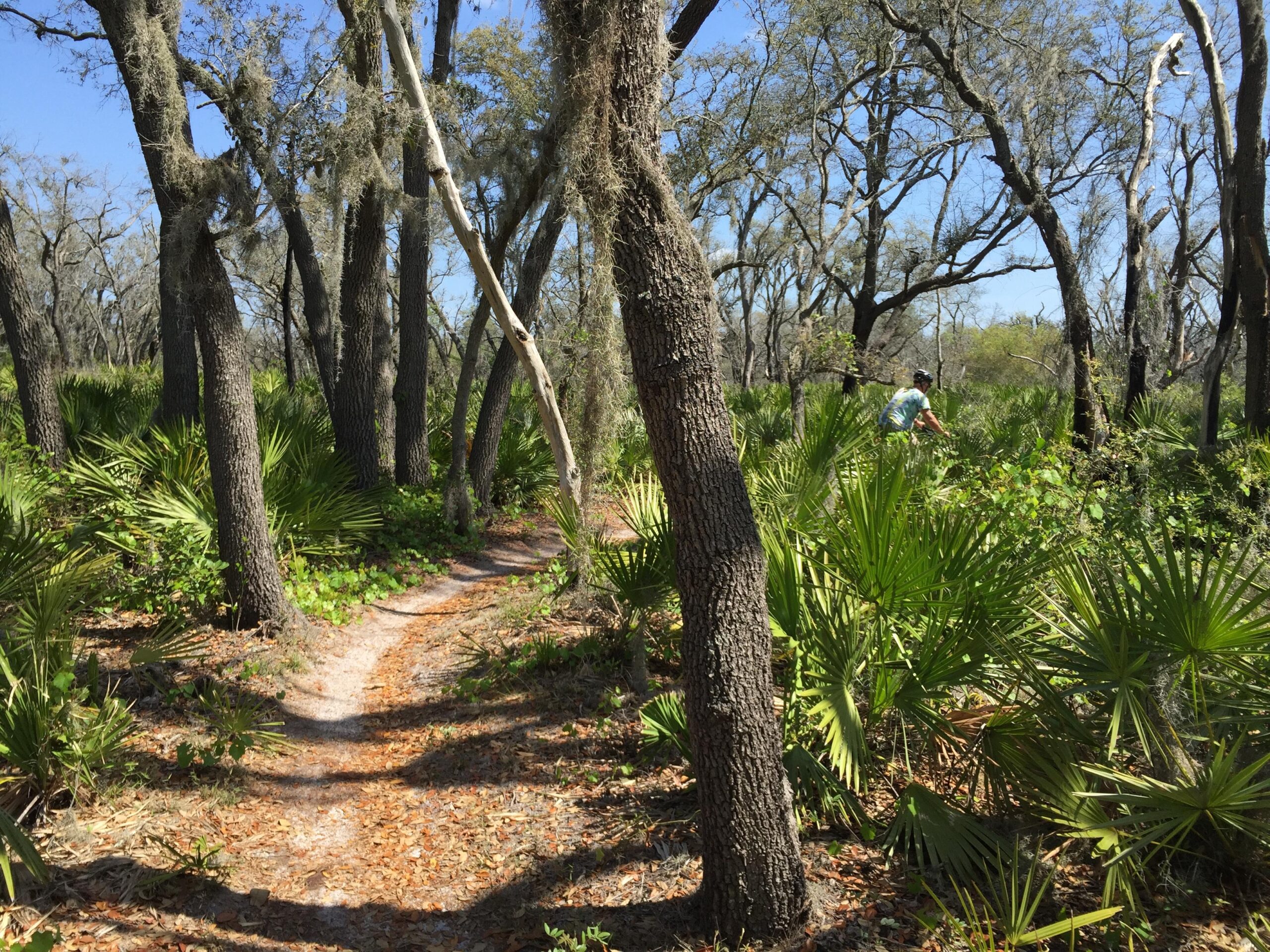 A winding dirt path through a lush wooded area featuring tall trees with hanging moss and dense greenery, including palm leaves. A person is seen in the background, engaged in outdoor activity. The scene is bright and sunny, with clear blue skies overhead. Alafia River State Park mountain bike trail.
