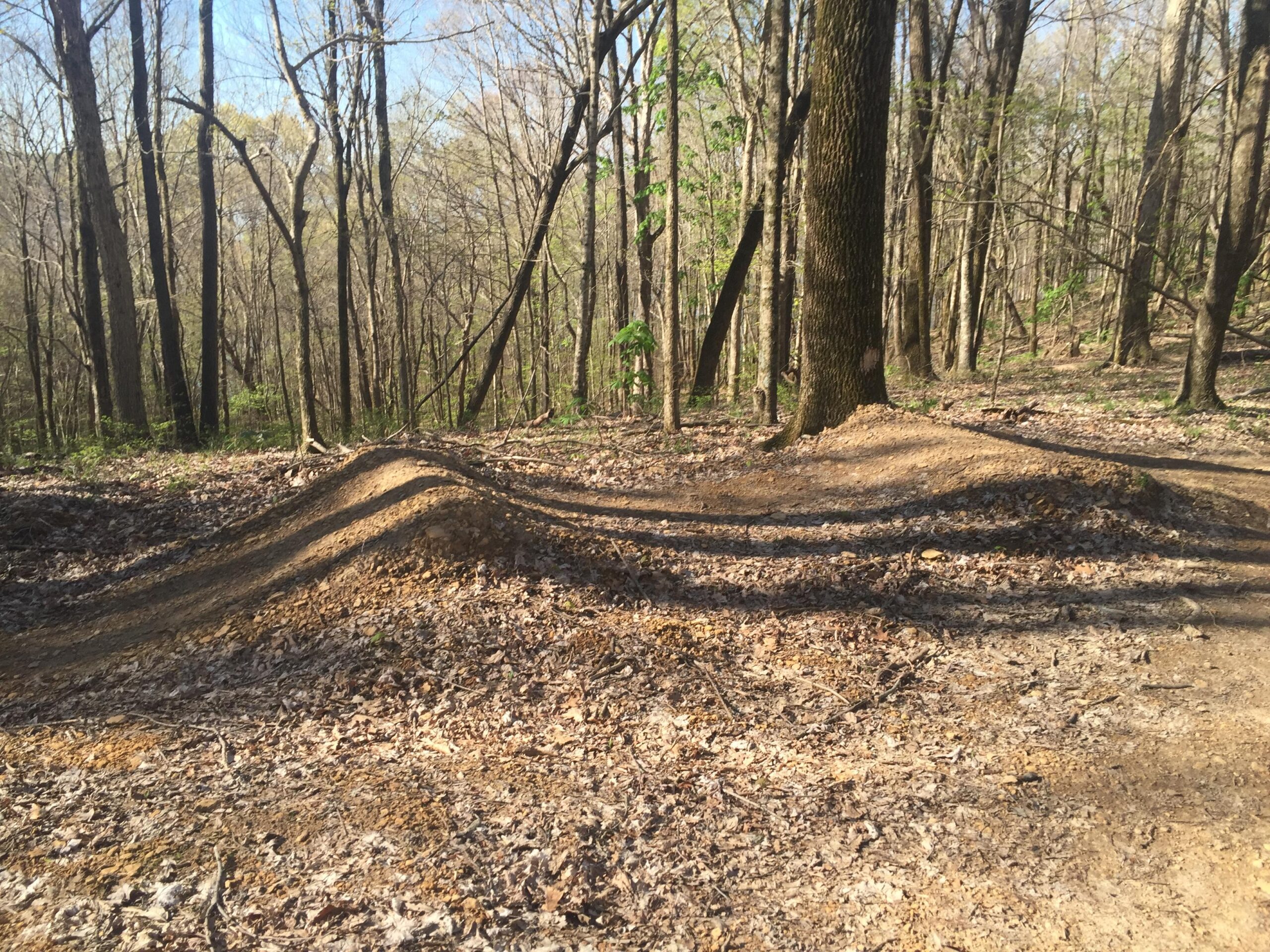 A winding dirt bike trail in a forested area, featuring a dirt jump with gentle slopes, surrounded by bare trees and leaf litter on the ground. The sun is shining through the branches, highlighting the path's curves. Green River mountain bike trail.