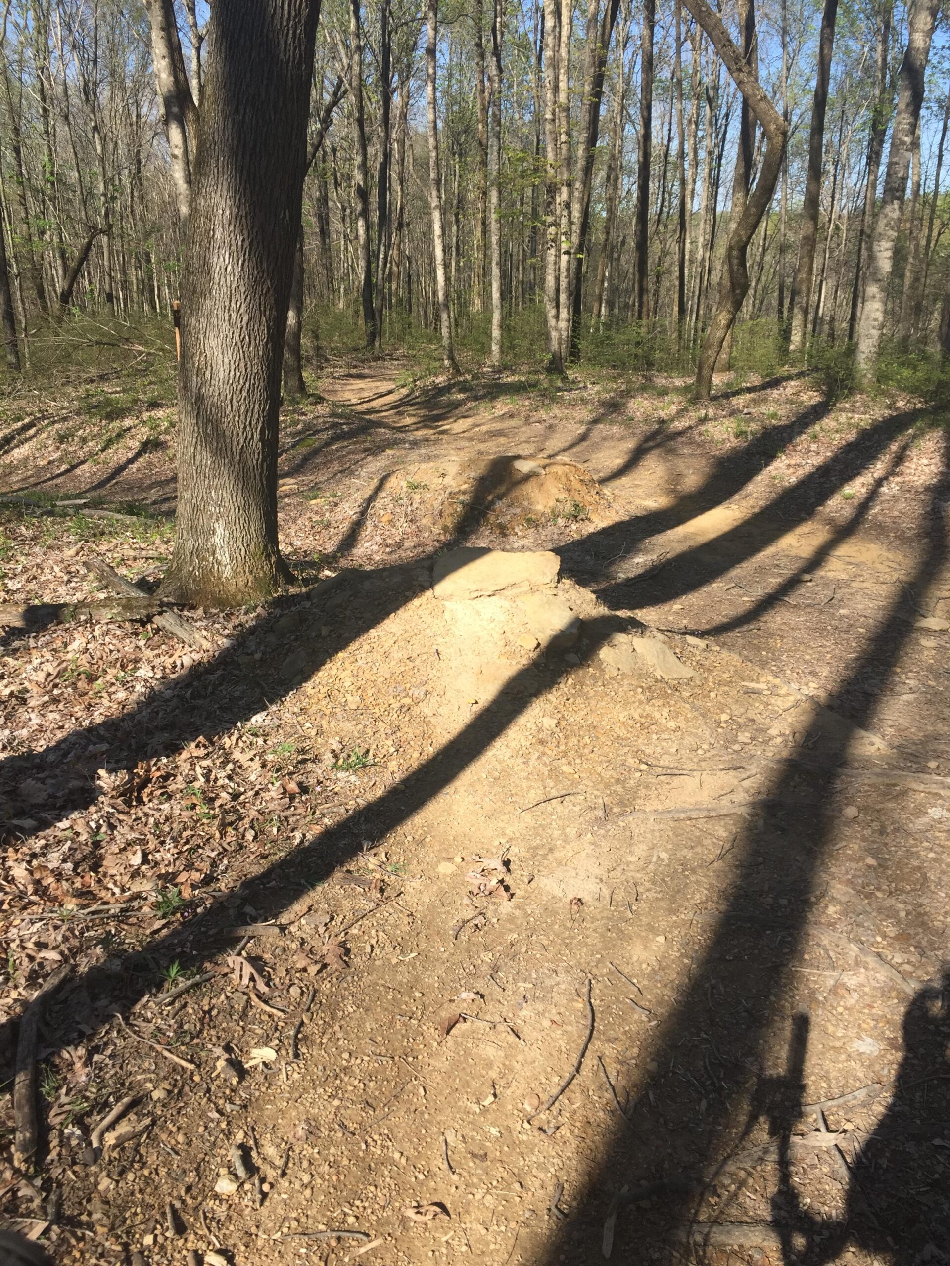 A dirt bike jump in a wooded area, surrounded by tall trees and scattered leaves on the ground. The sunlight casts long shadows across the trail, indicating a clear day. Green River mountain bike trail.